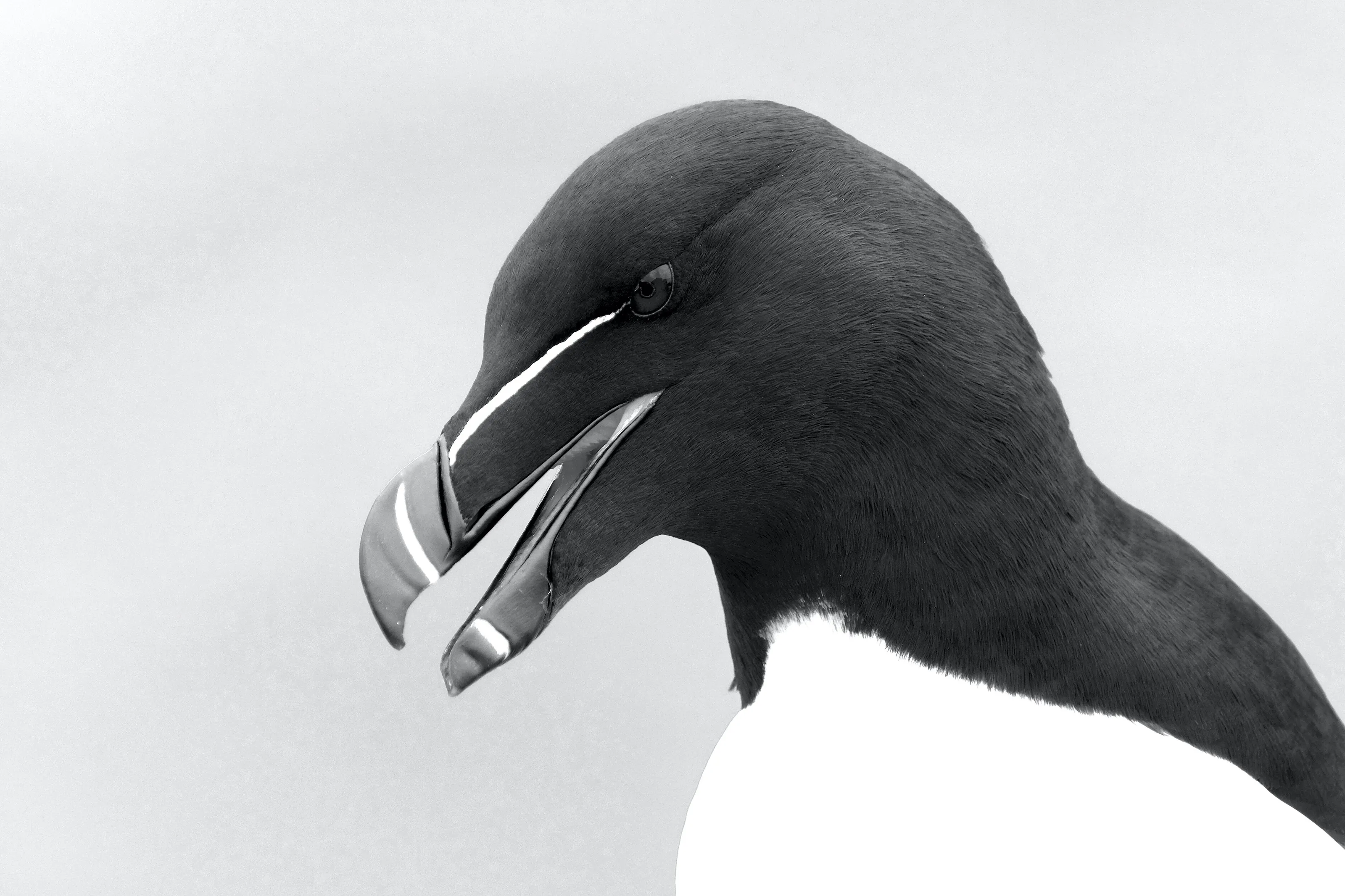 Razorbill, Isle Of May, Scotland