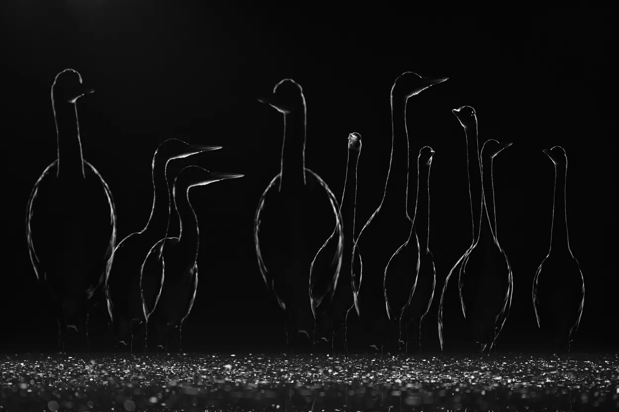 Heron at night bw