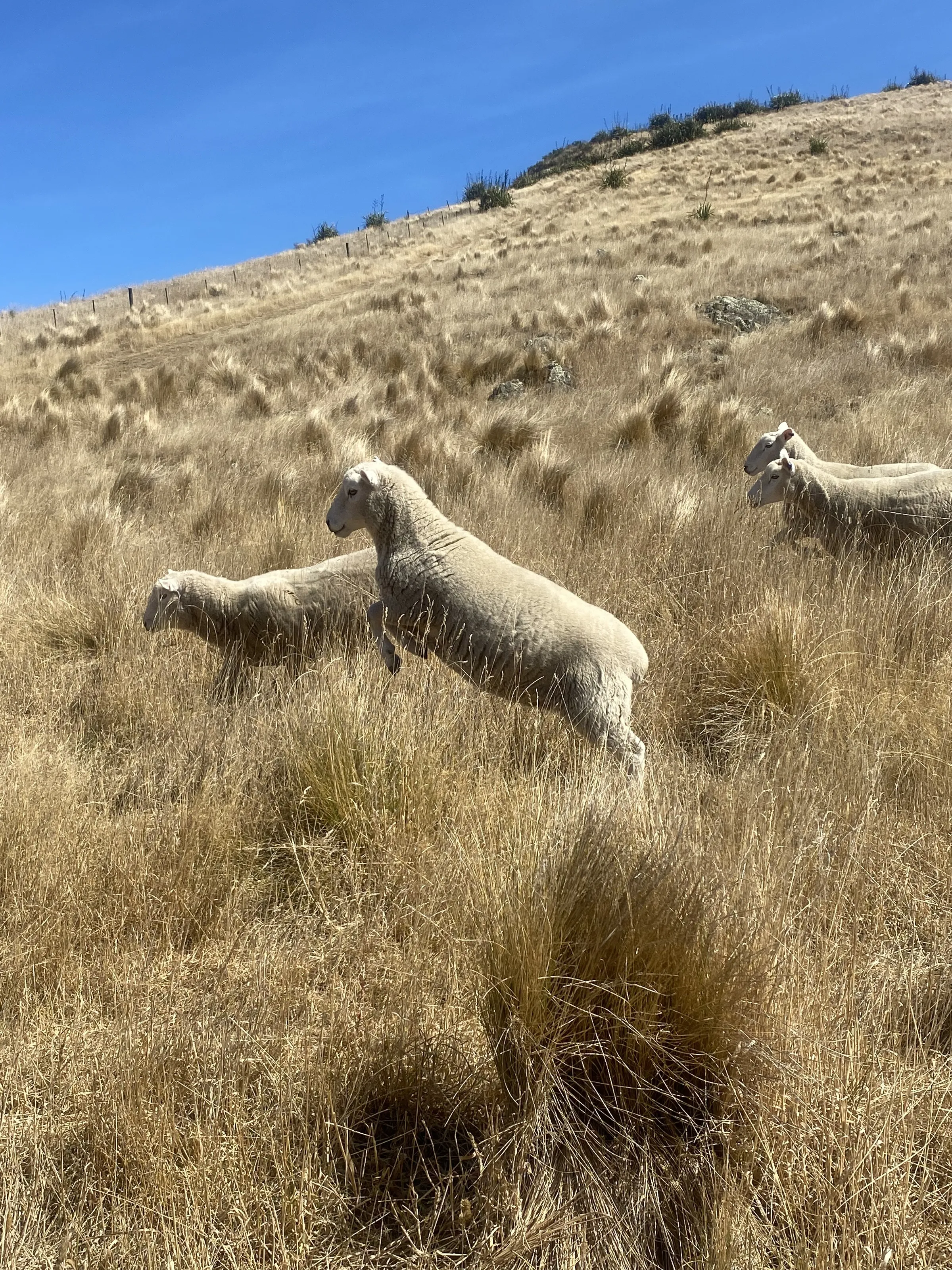 The Amazing Sheep