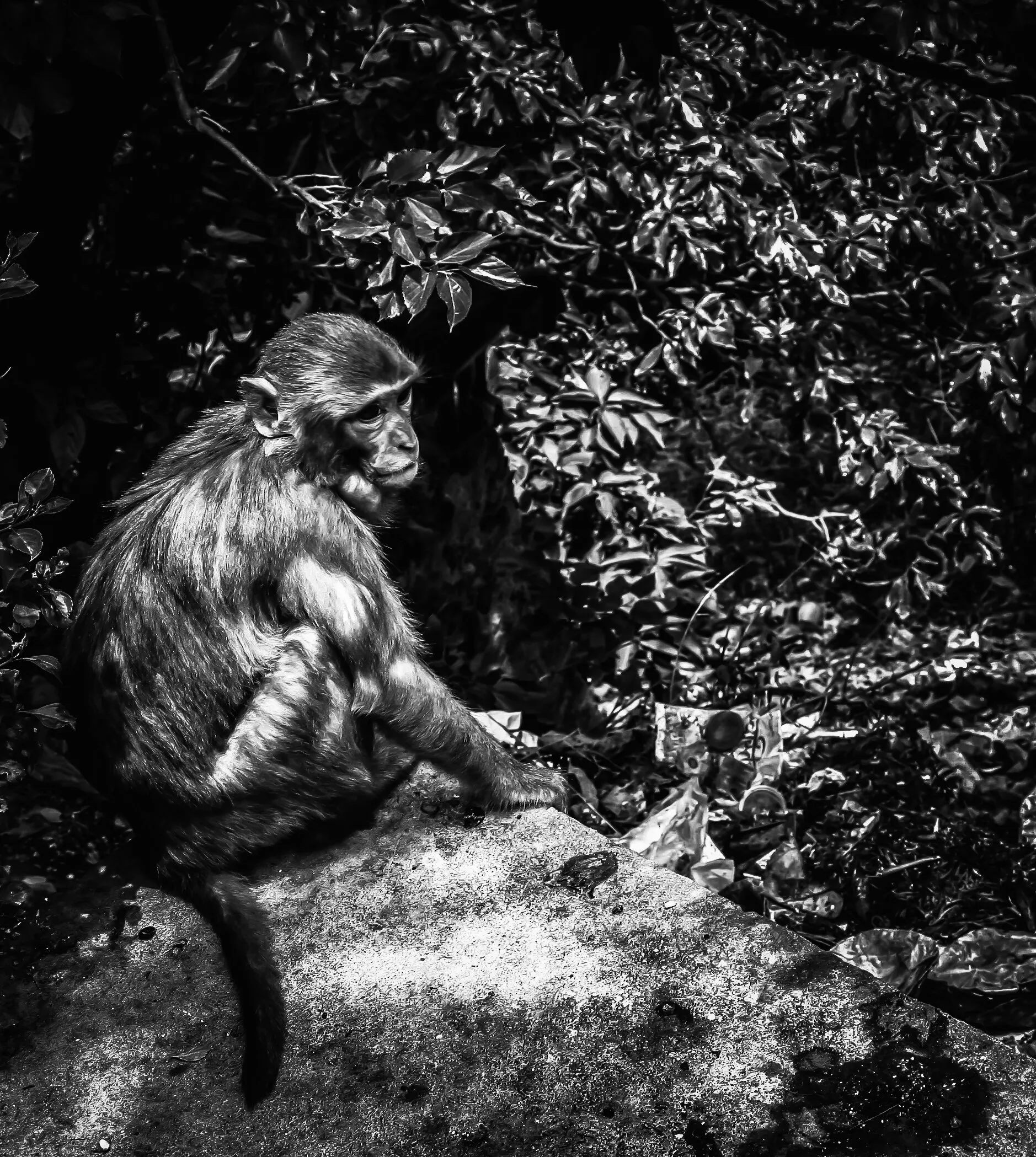 Musings of a temple monkey