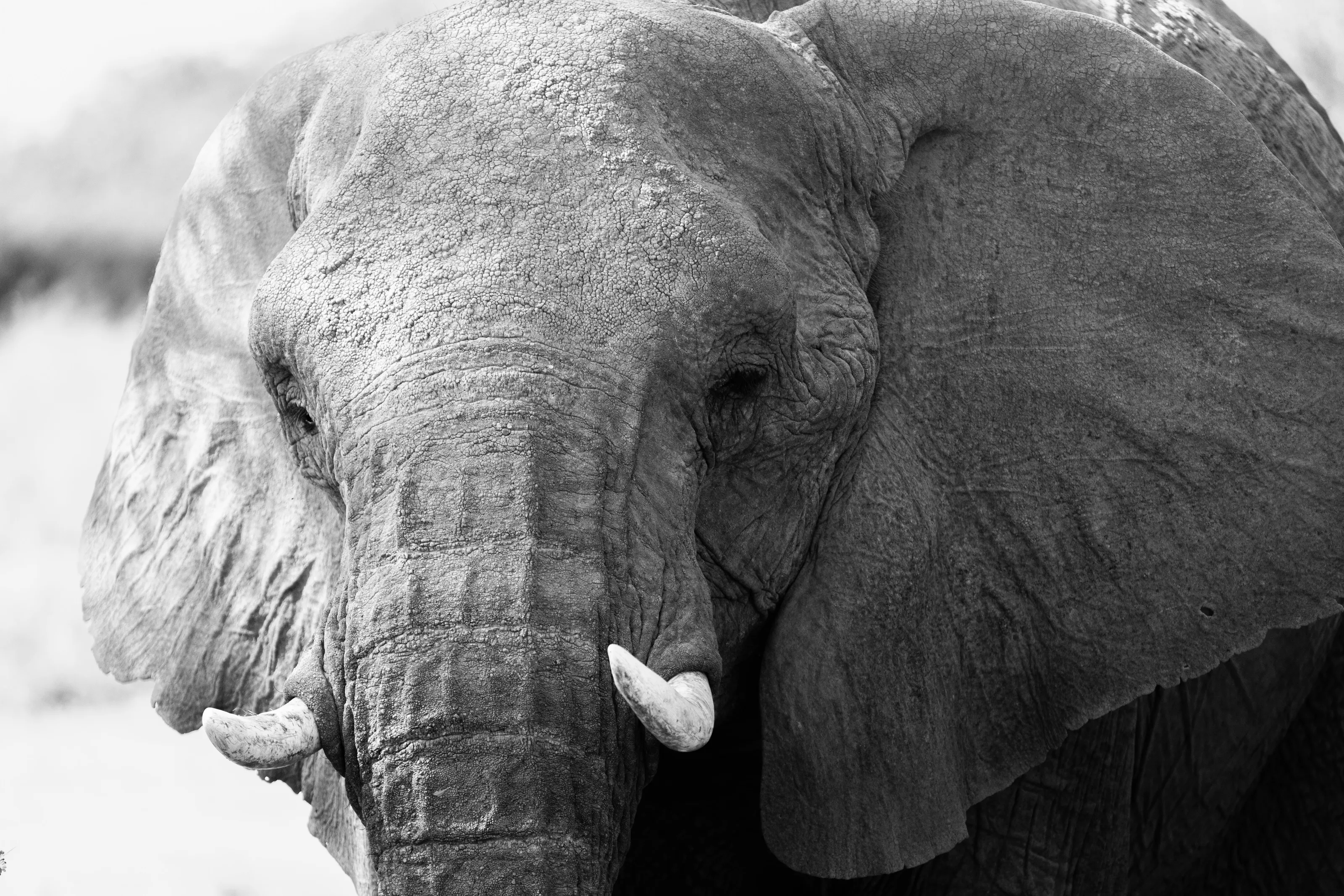 Matriarch of the Namib Desert