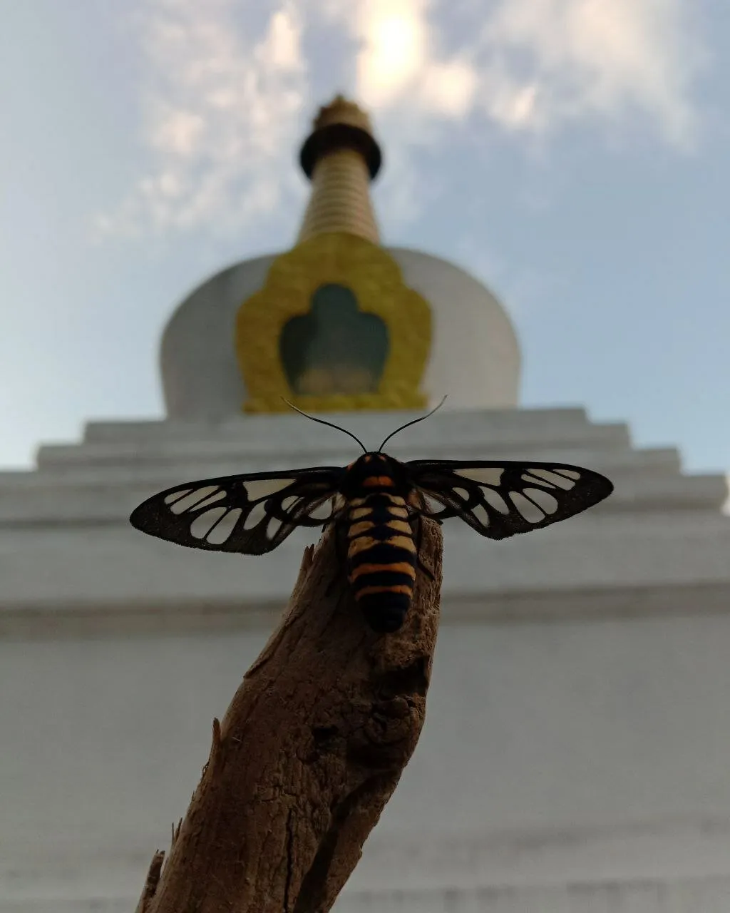 Coexistence