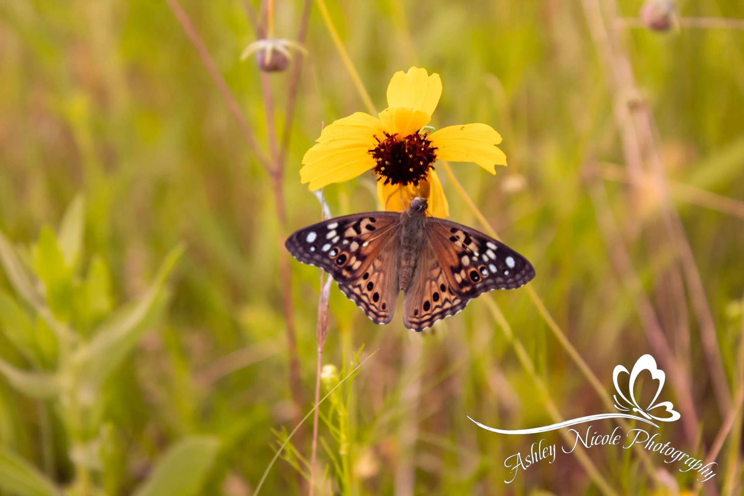 Monarch Butterfly And Wild Flower