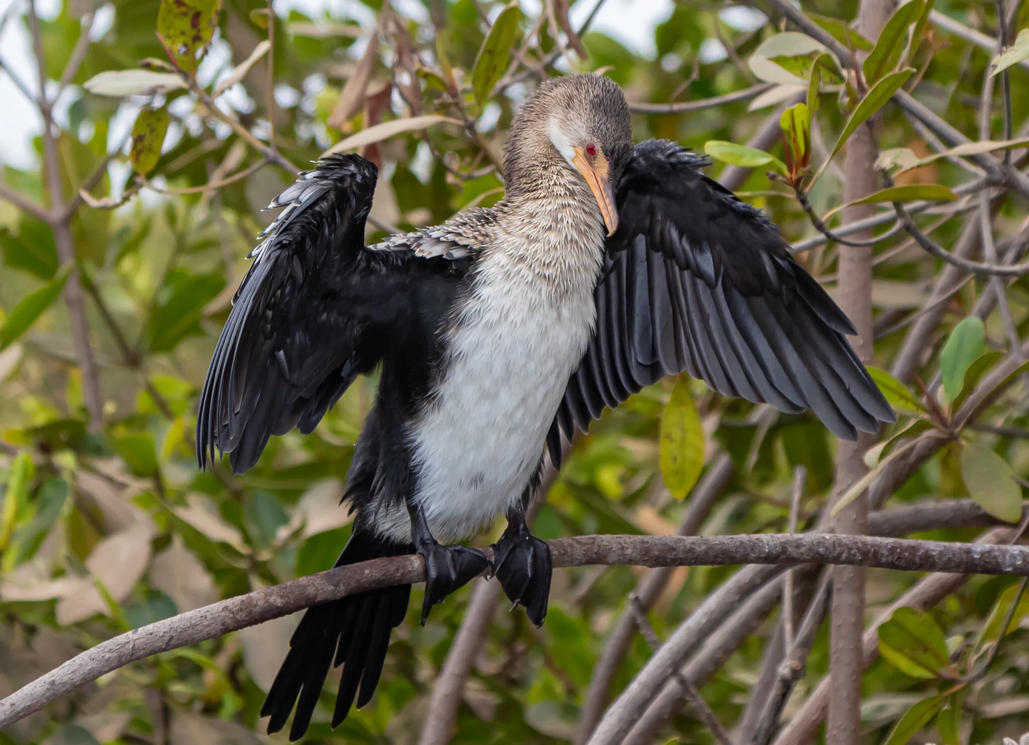 Kormoran