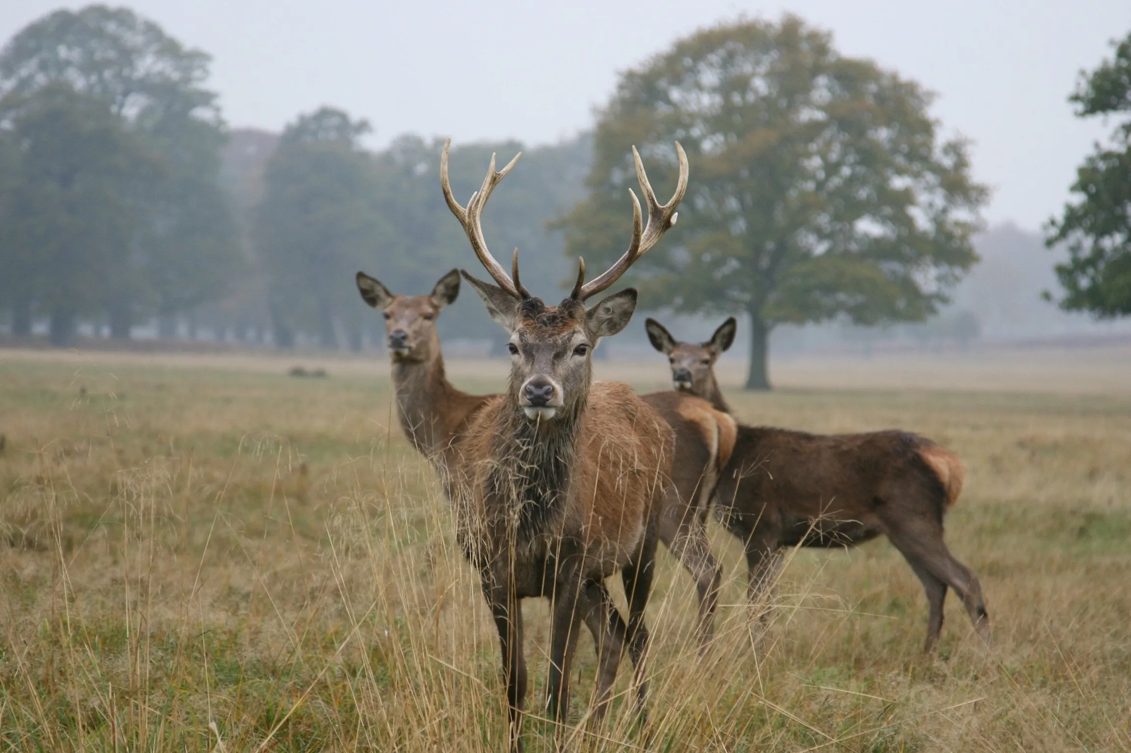 Deer on Deer!