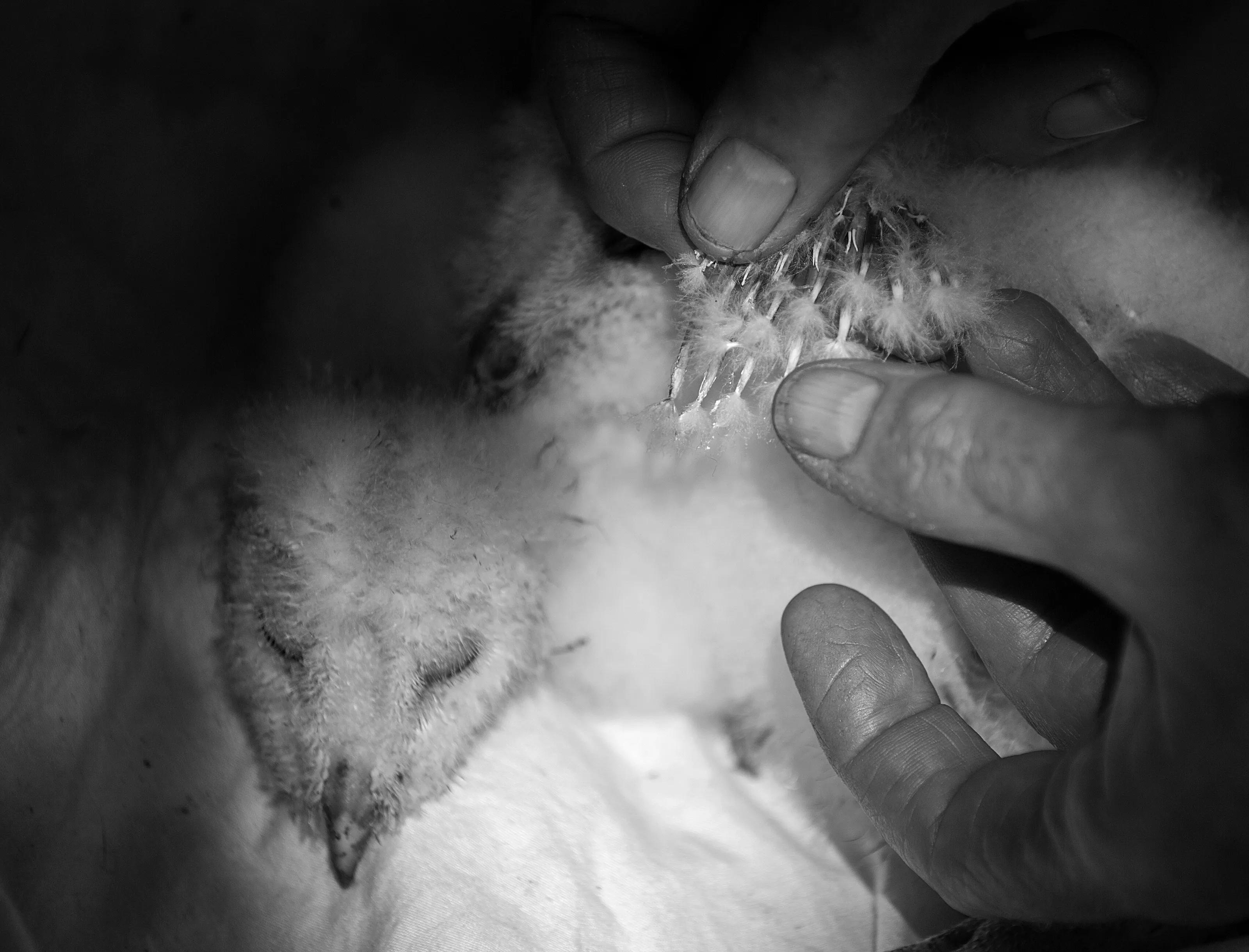 A bird in the hand