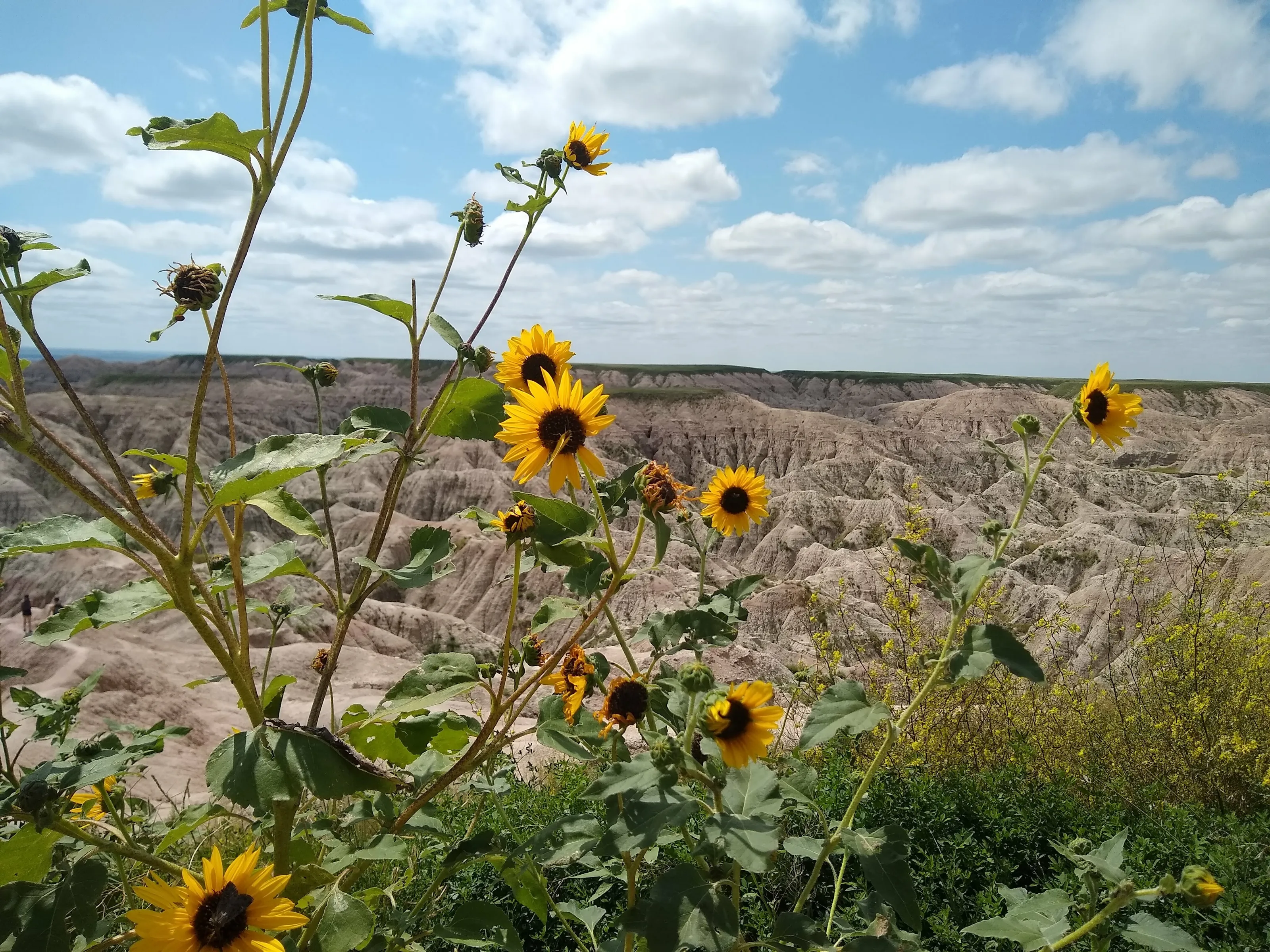 Badlands Beauties