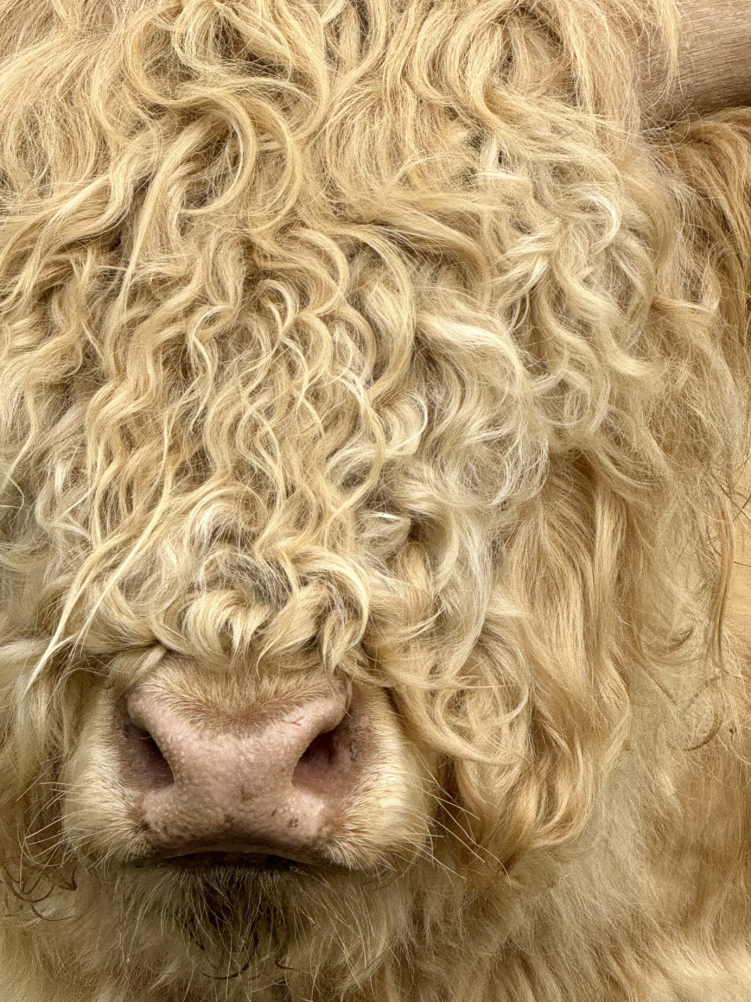 Moos noos - Highland cow