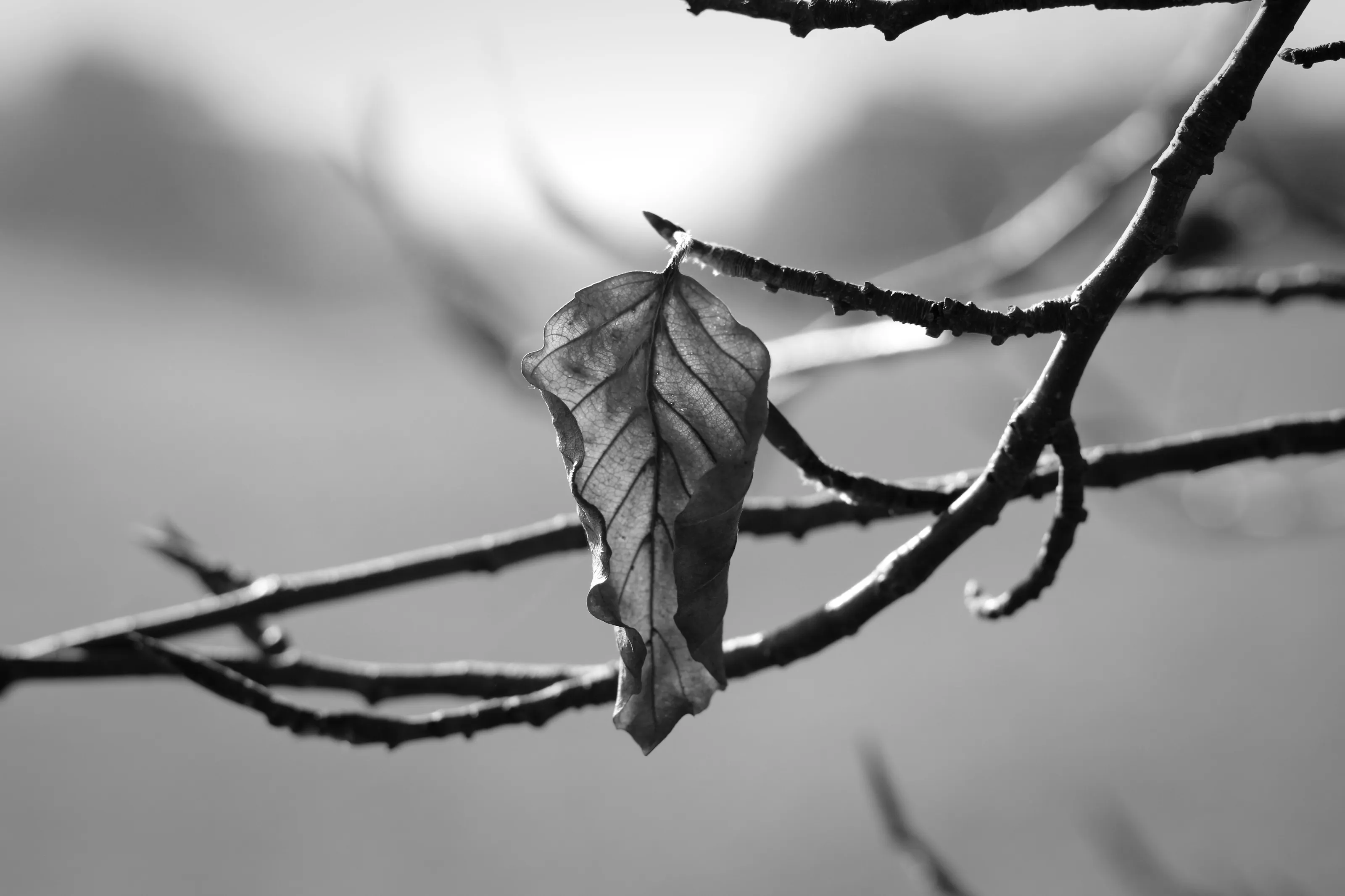 Falling Autumn