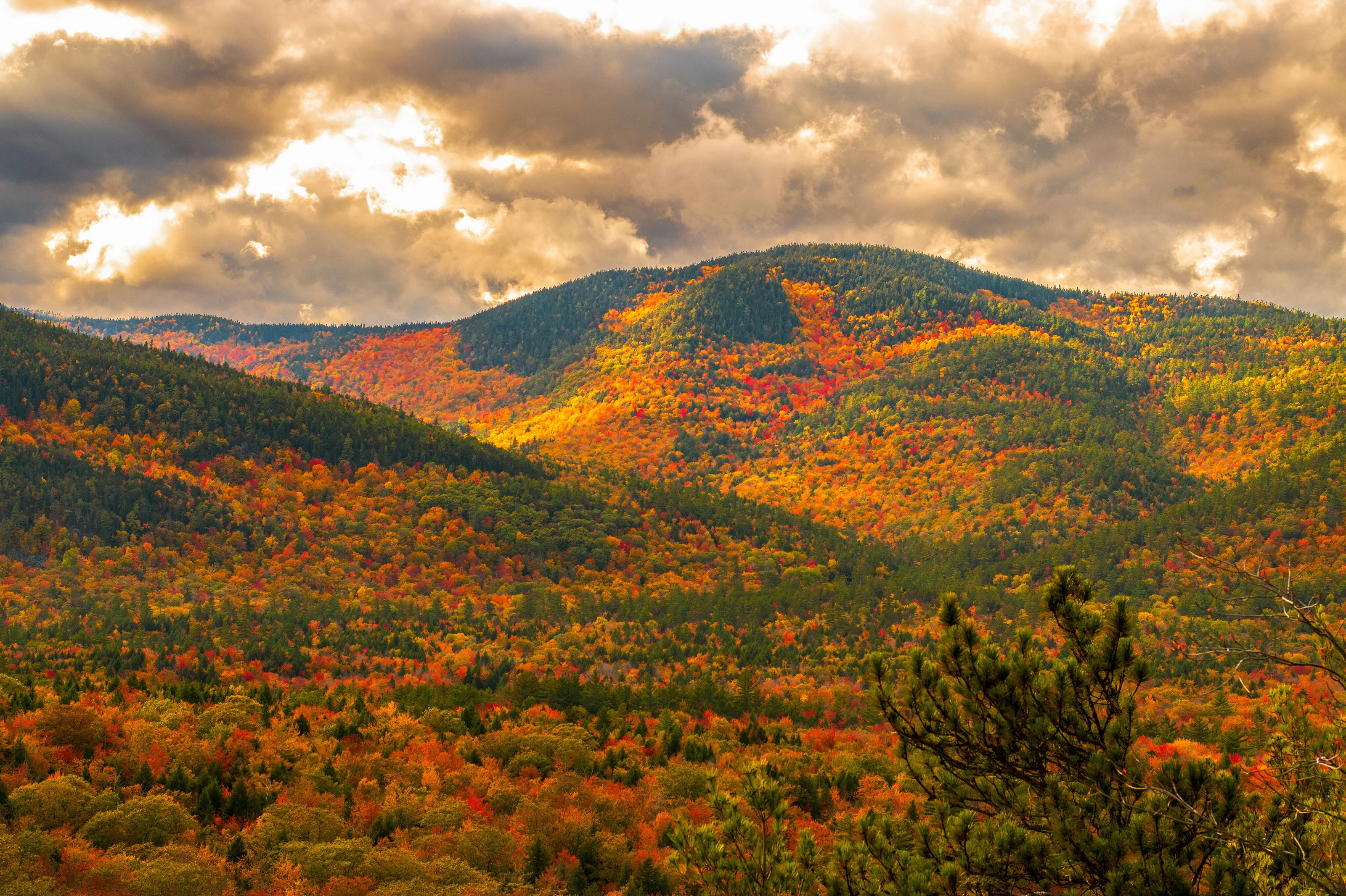 Foliage of New Hampshire