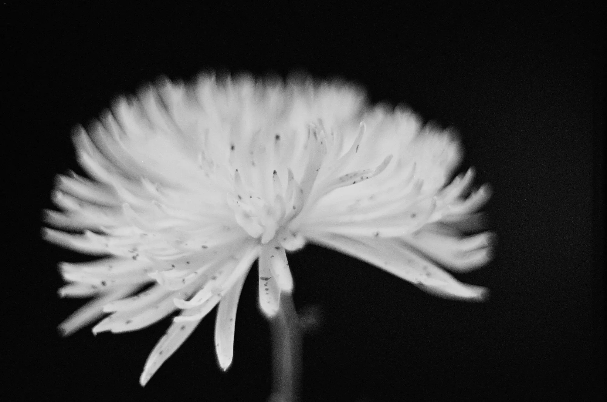 Spider Mum 02