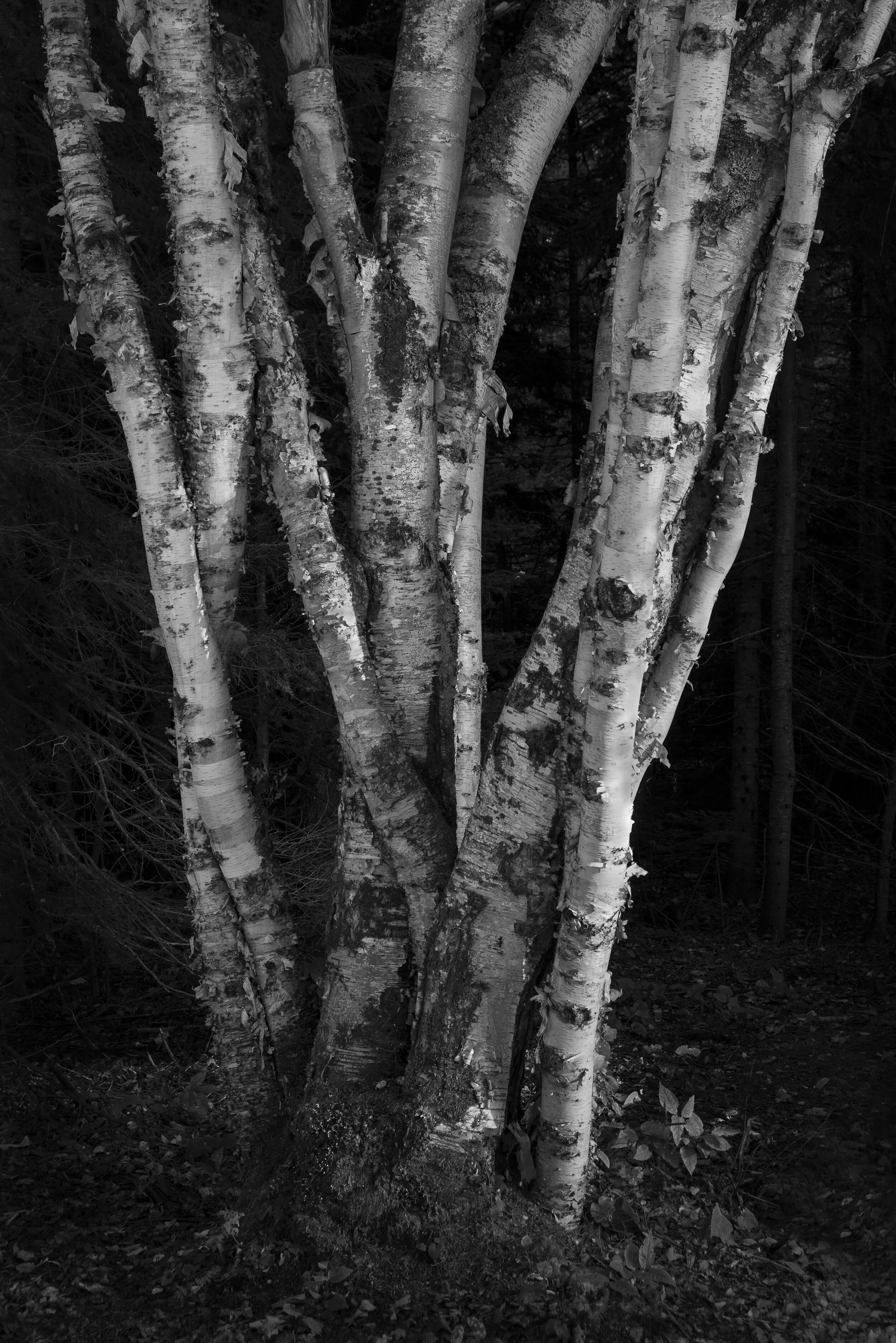 White Birch Trunks