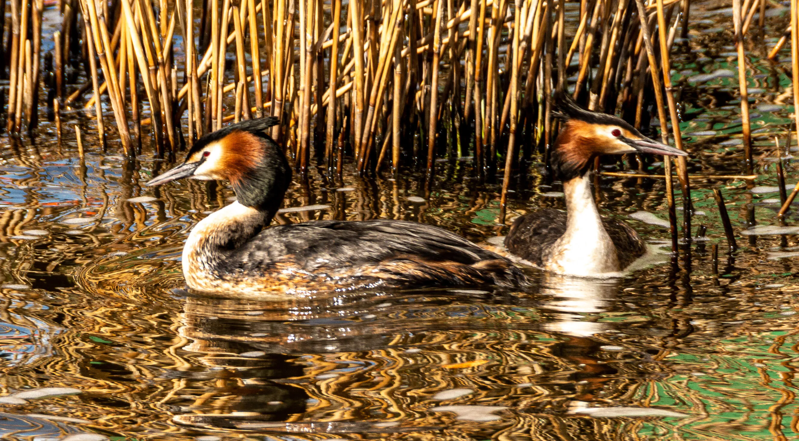 Great Crested Grebes
