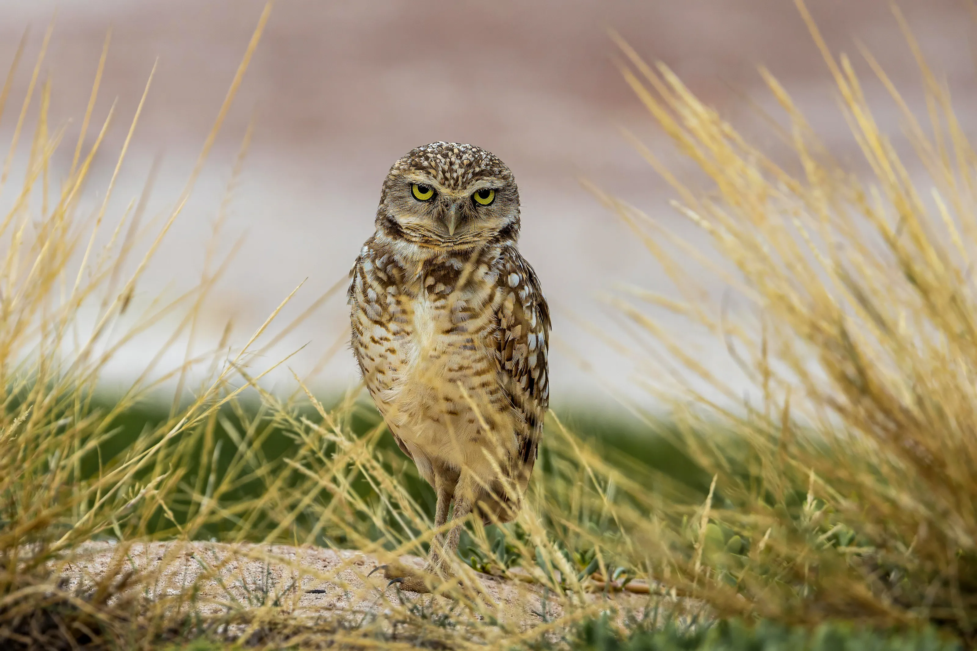 Burrowing Owl