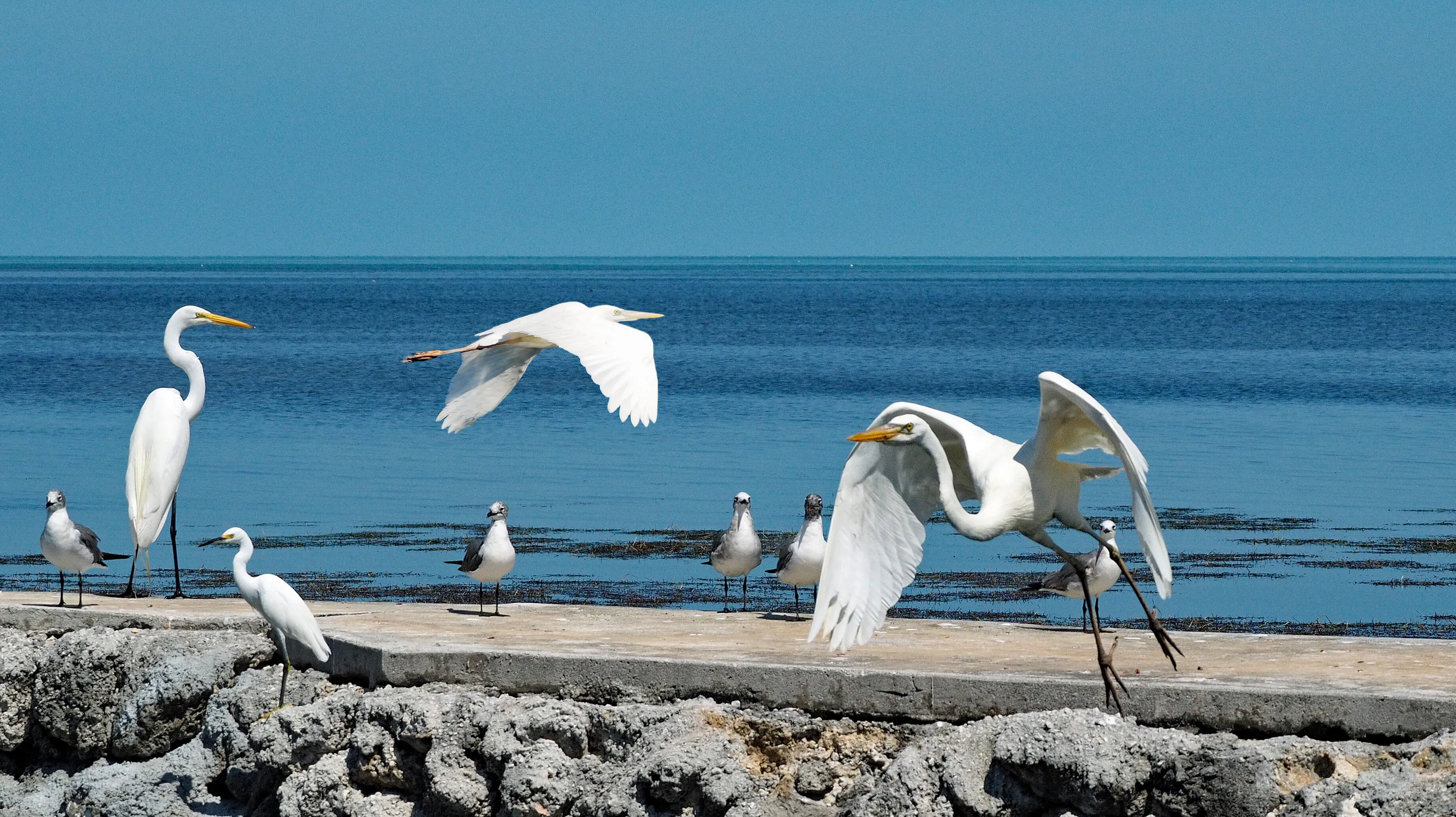 Grassy Key