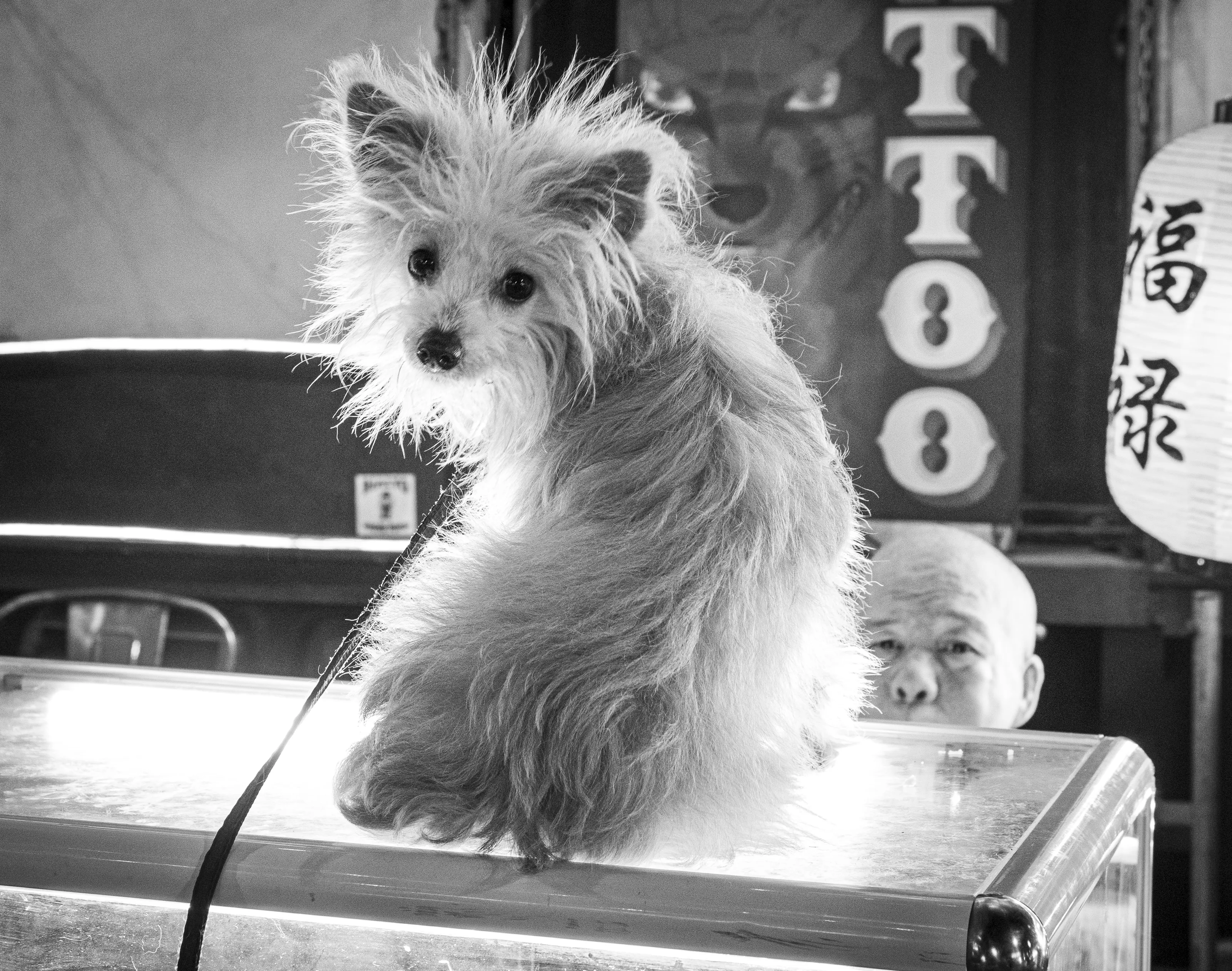 It's a dog's life
