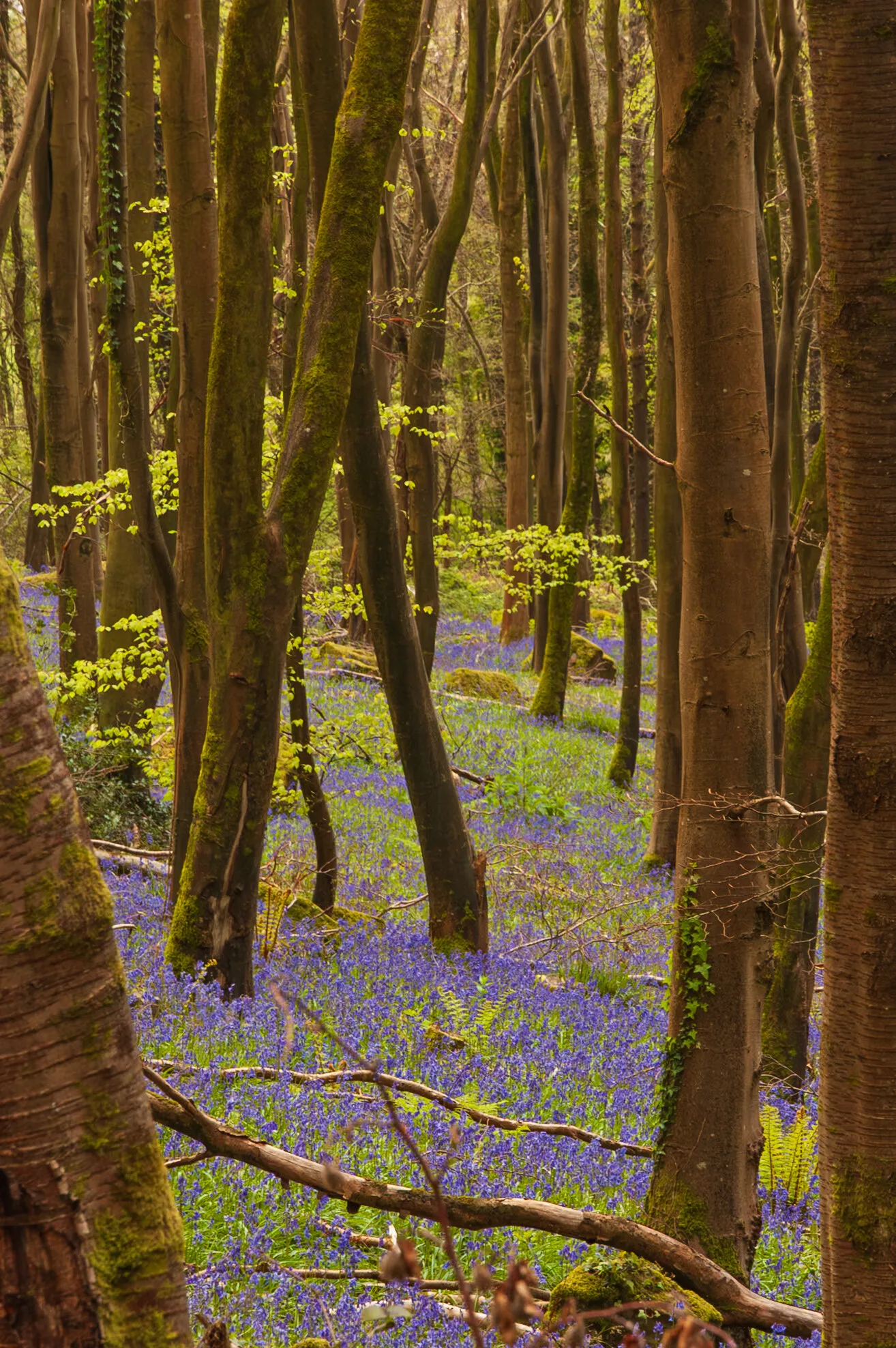 Bluebells