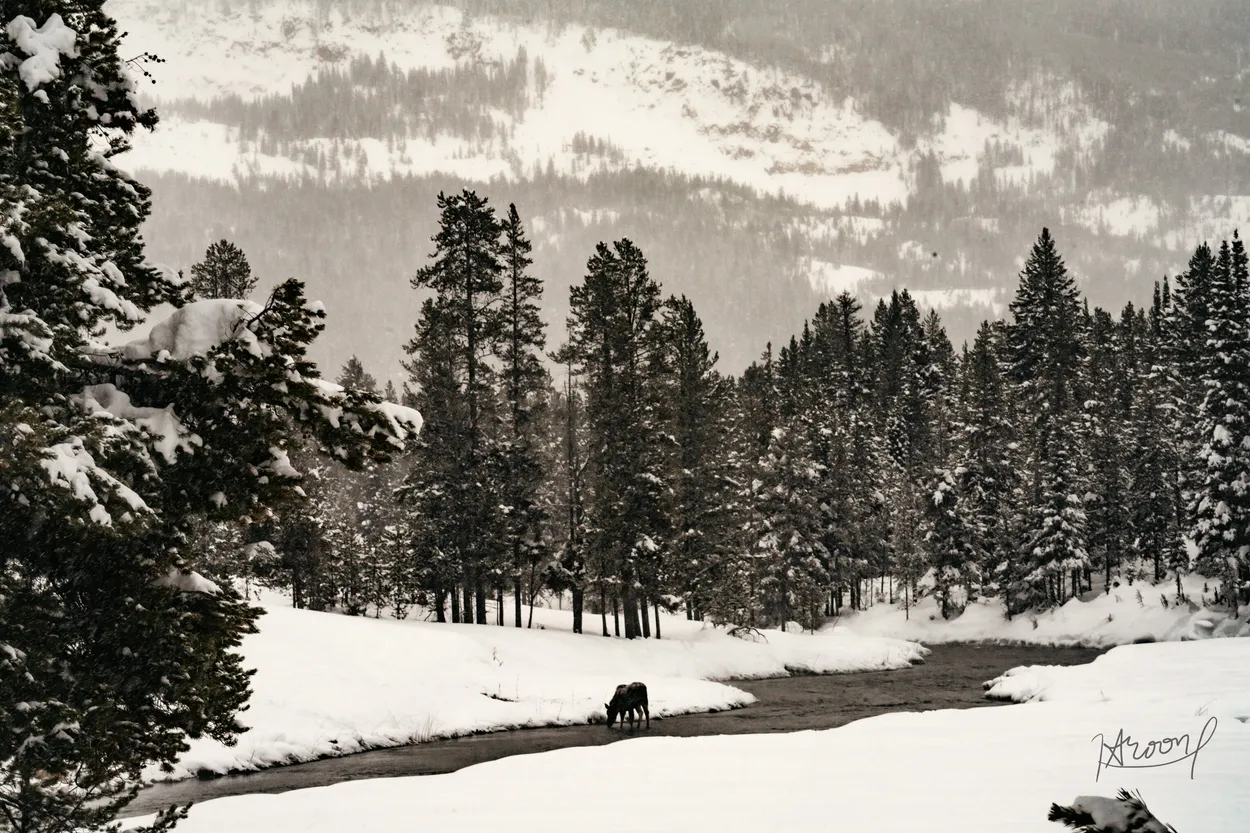 Entry 20372335