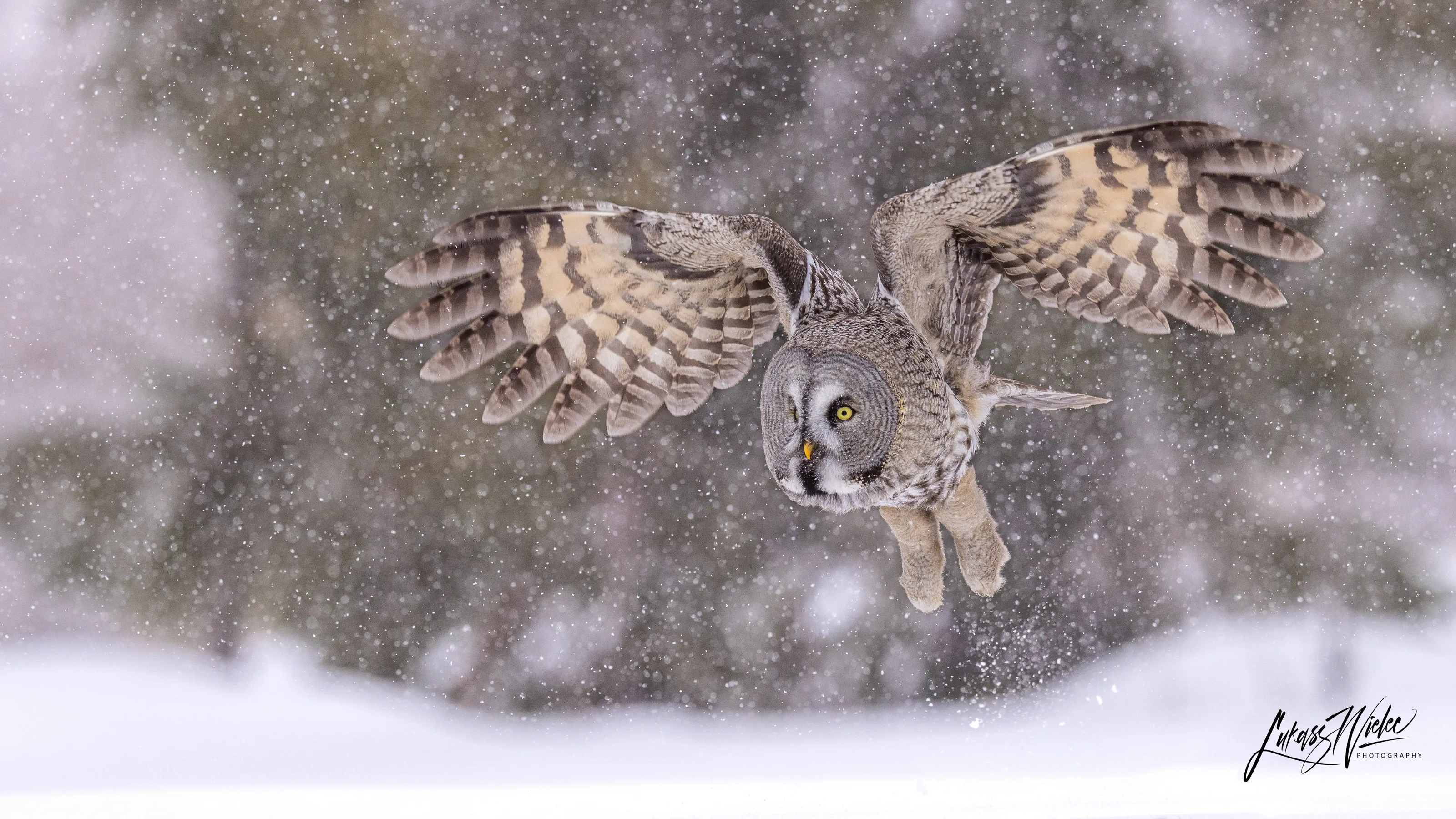 In the Snow. Great Grey Owl