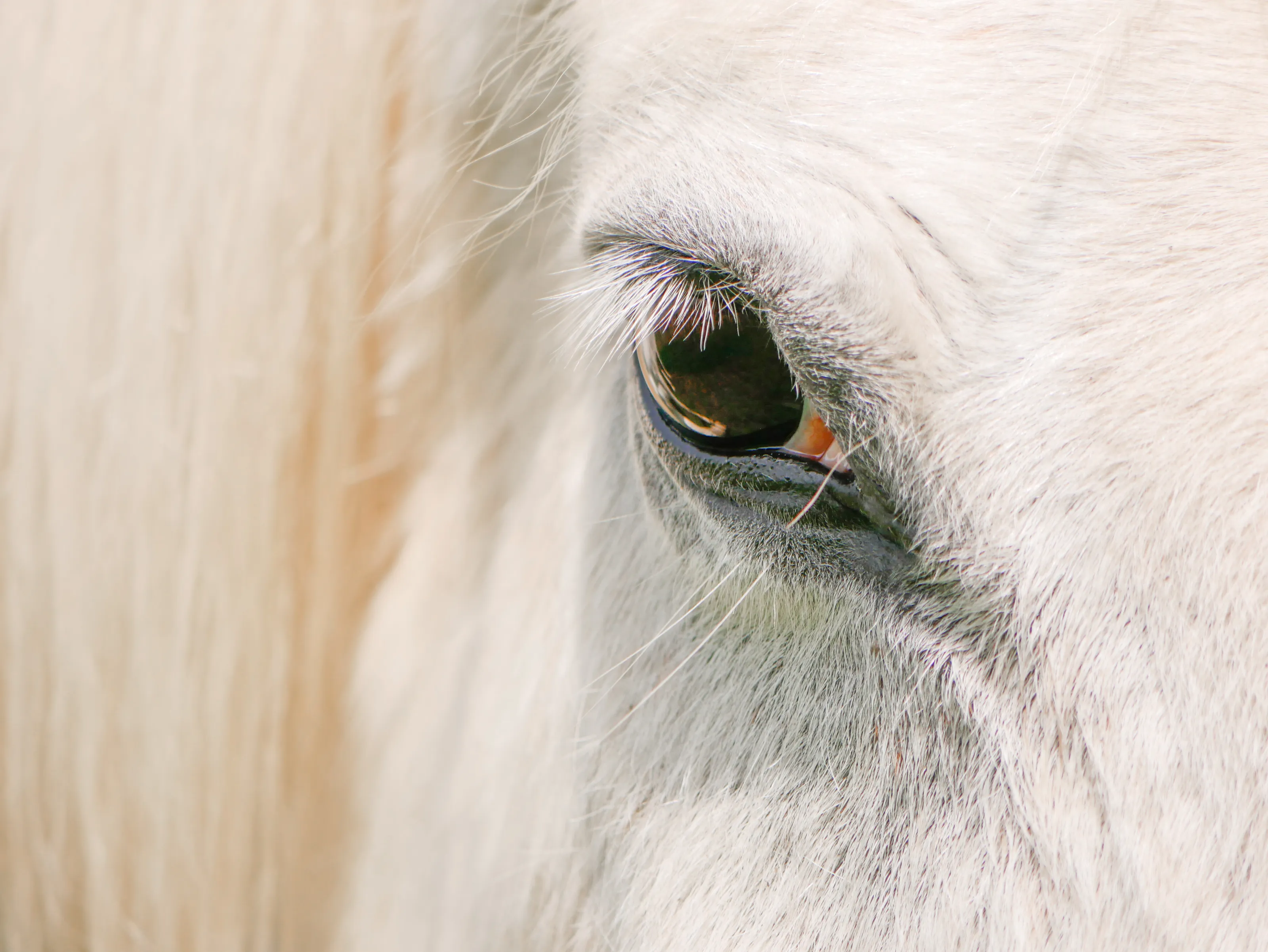 Horse eye