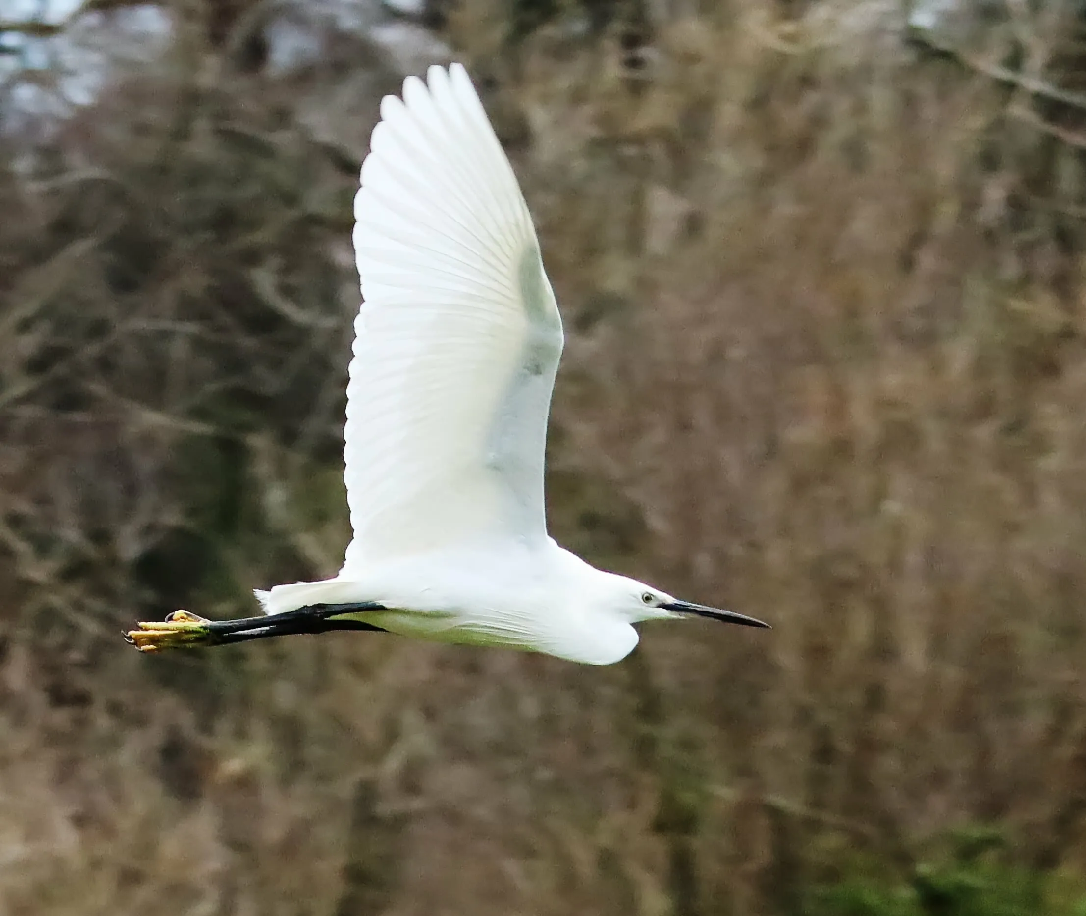 Flight of the Egret