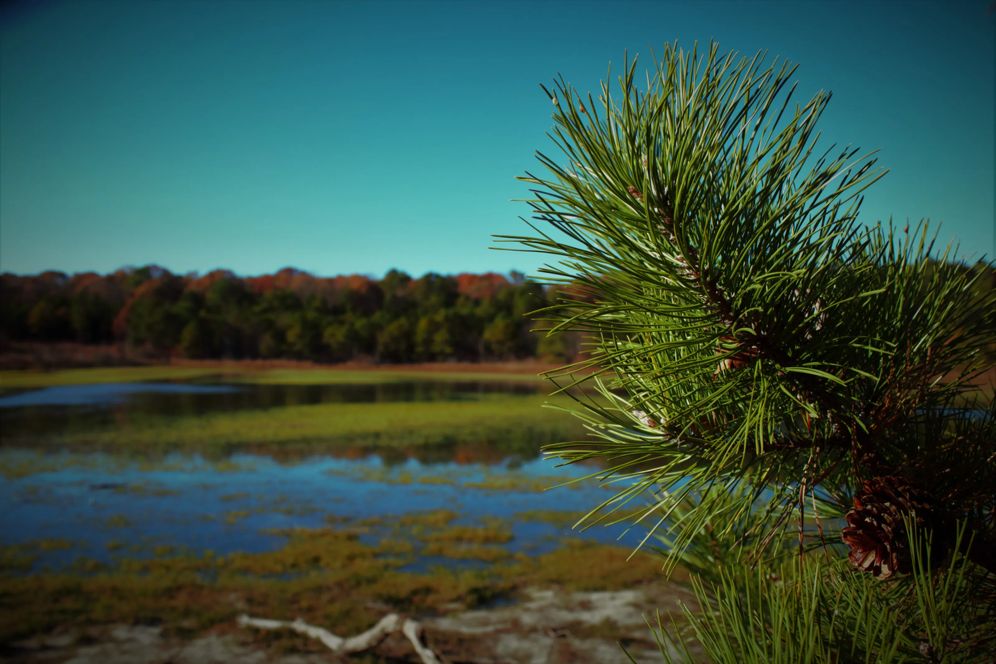 Forsythe wildlife refuge .