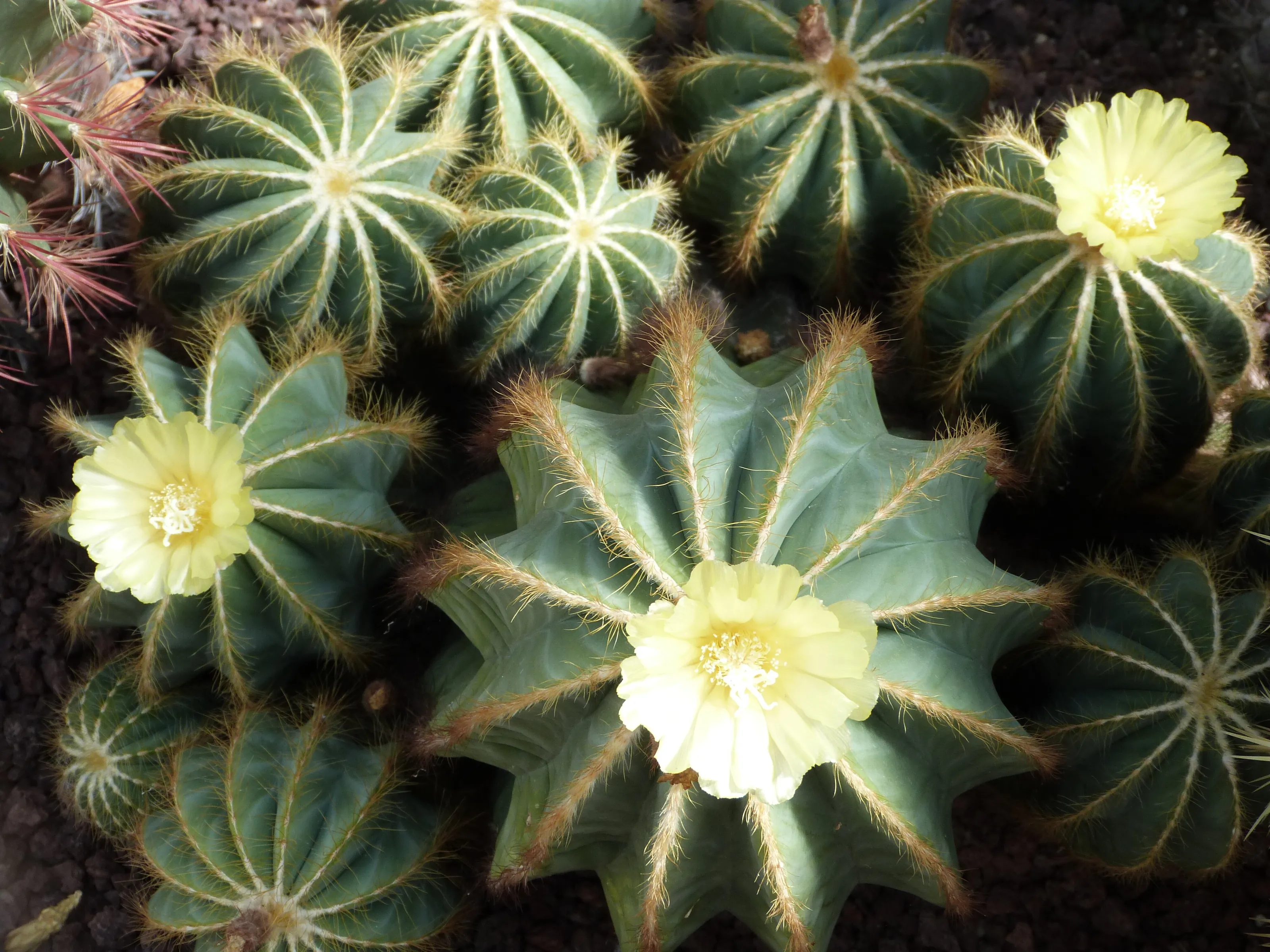 Cactus close up