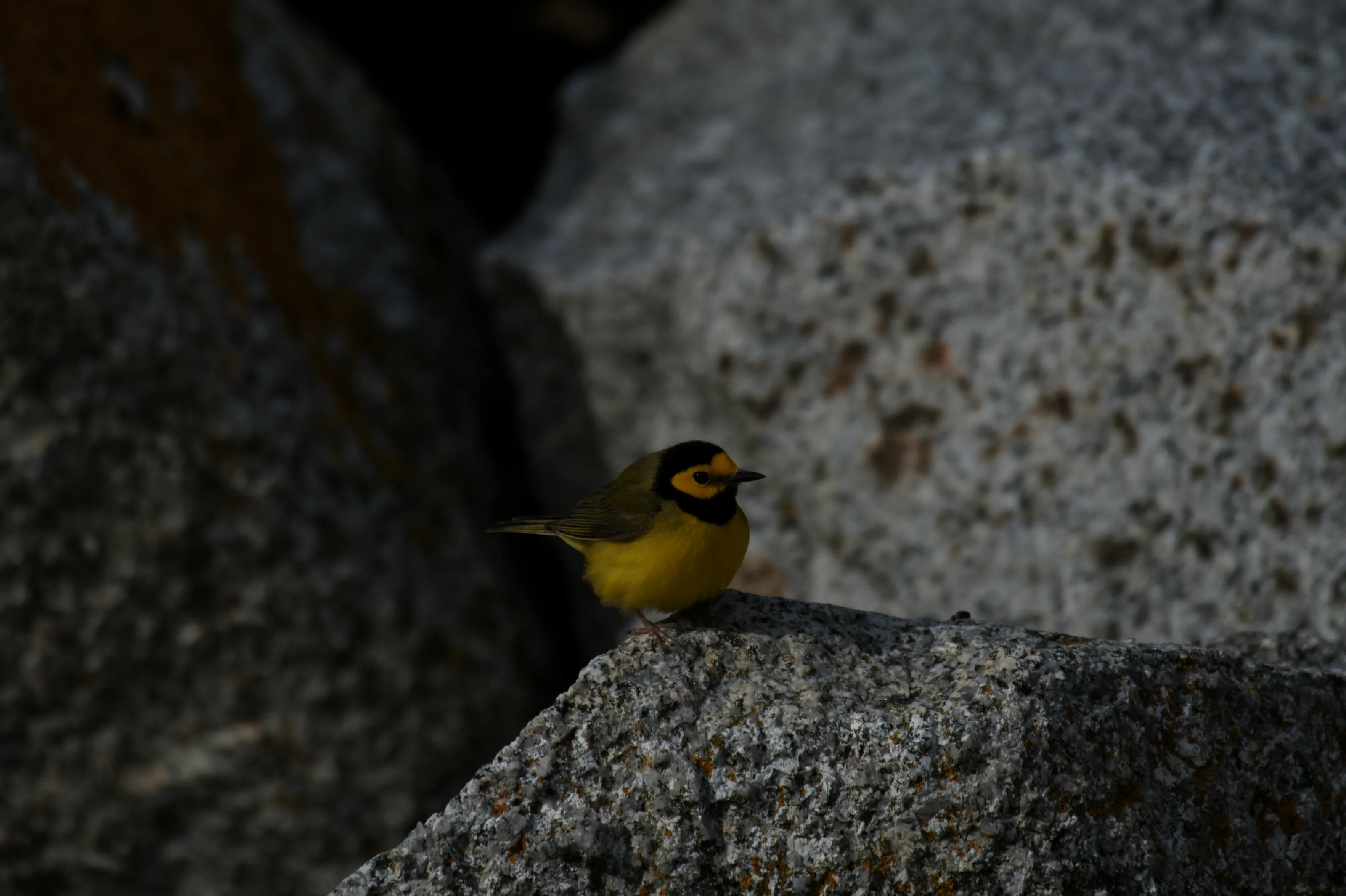 Hooded Warbler