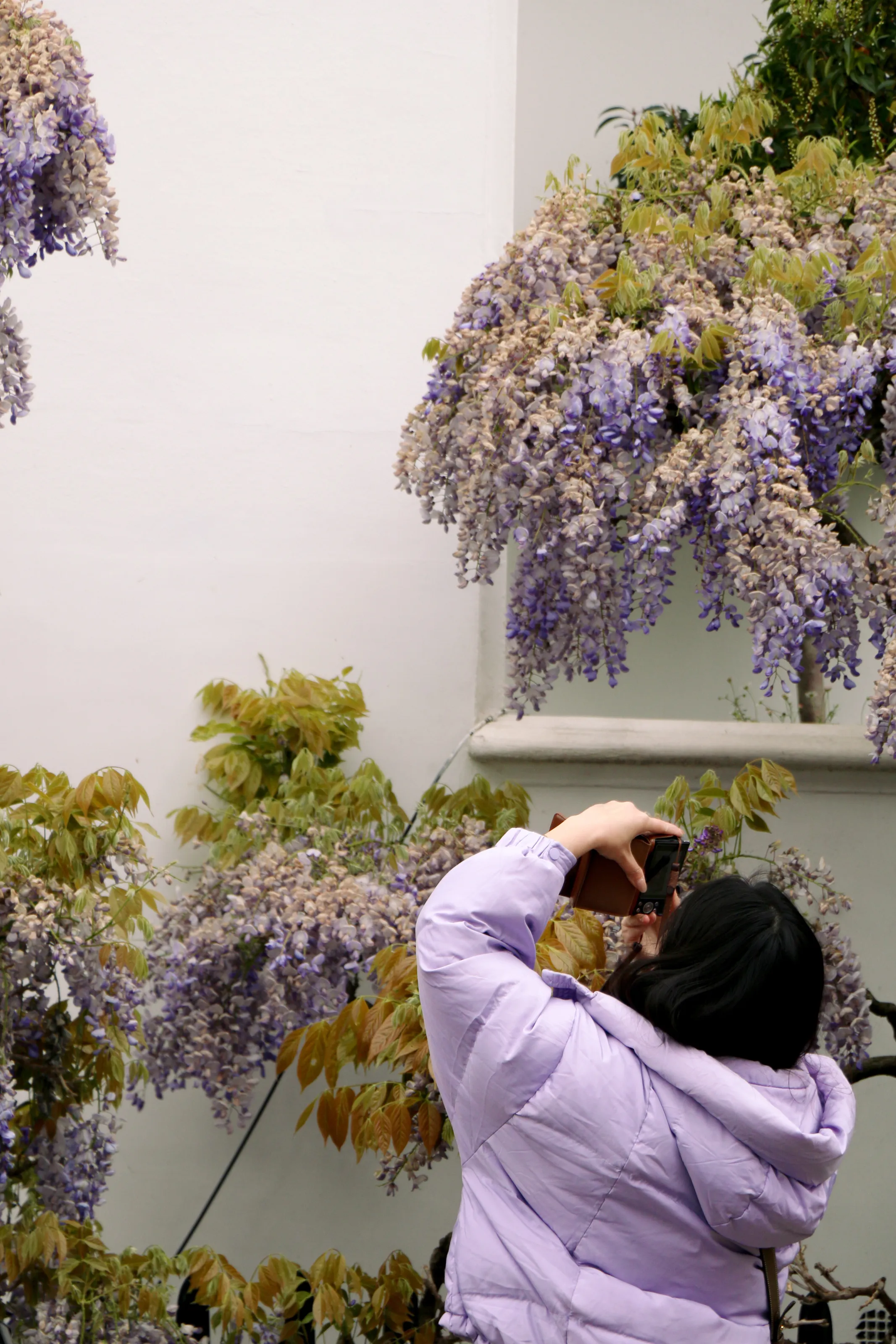 Wisteria Hysteria