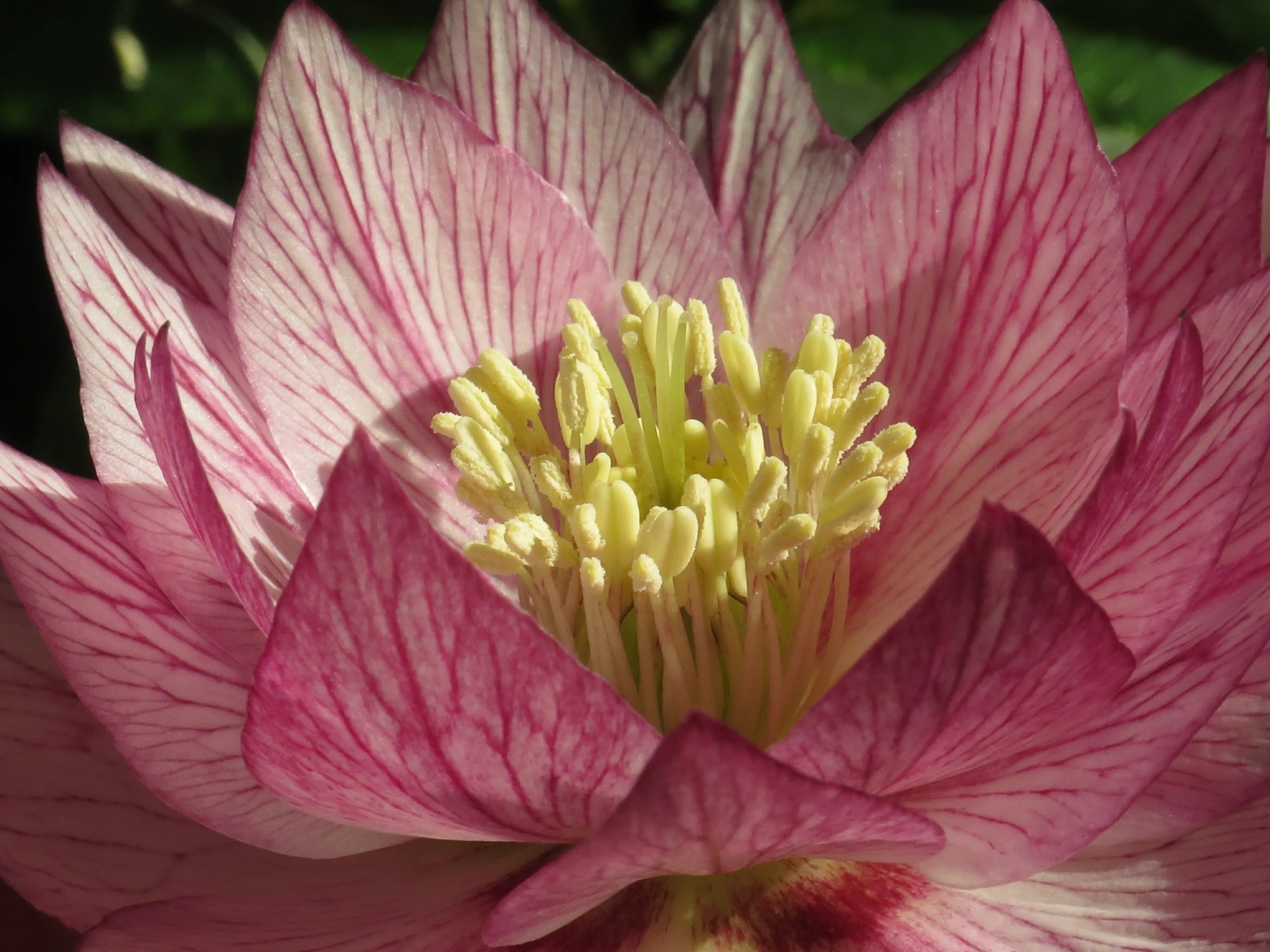 The Centre of a Flower
