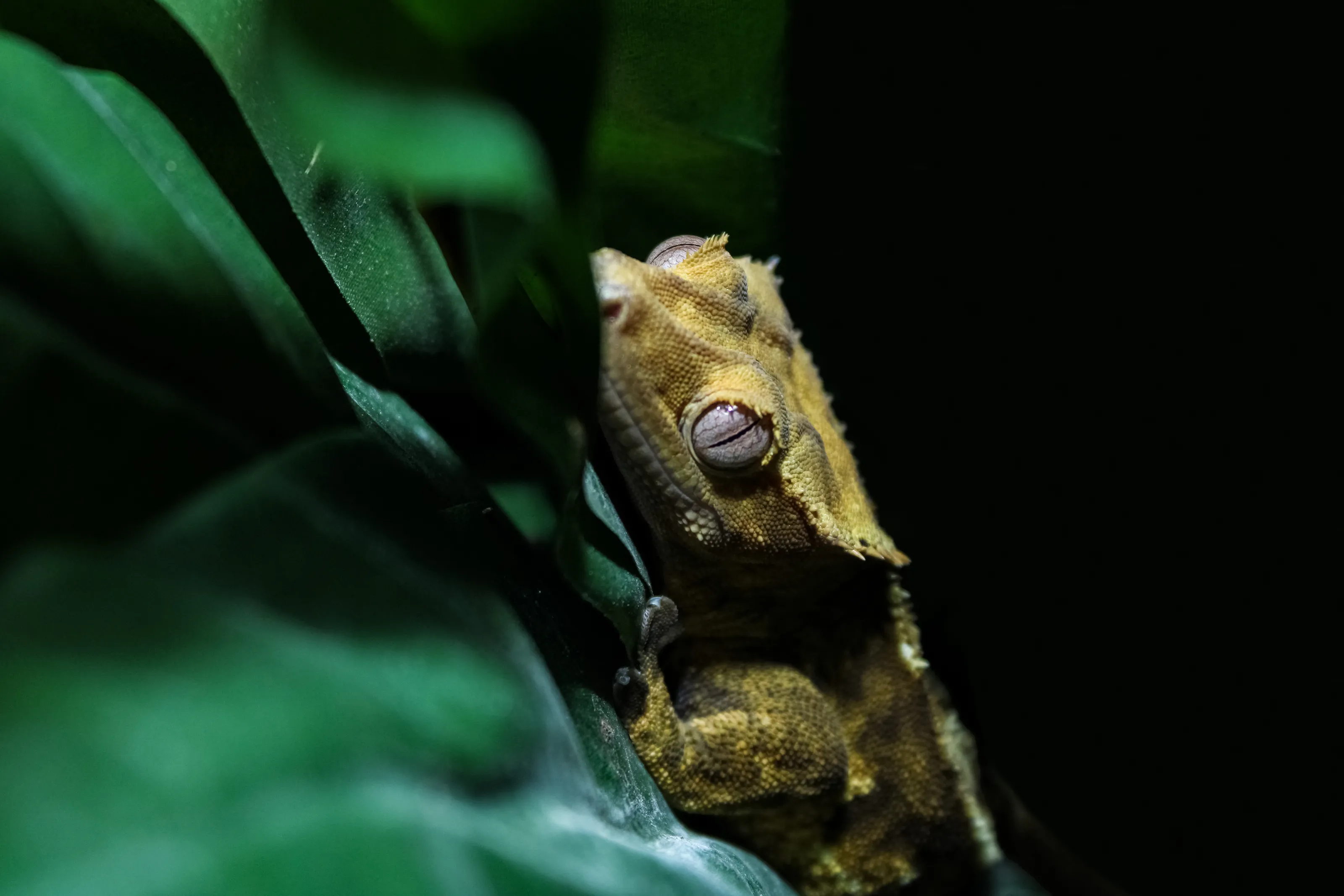 Crested Gecko