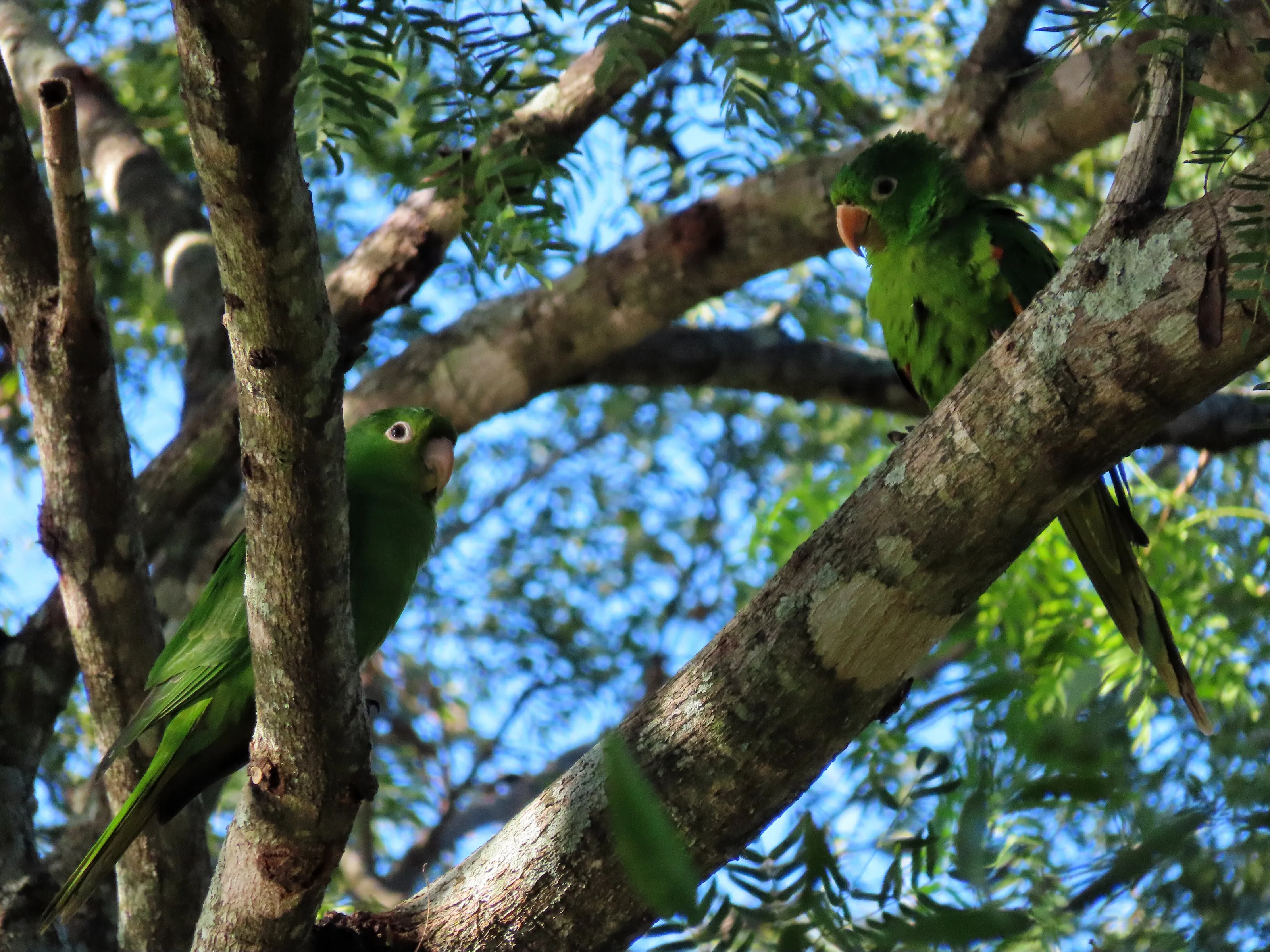 White-eyed Parakeet
