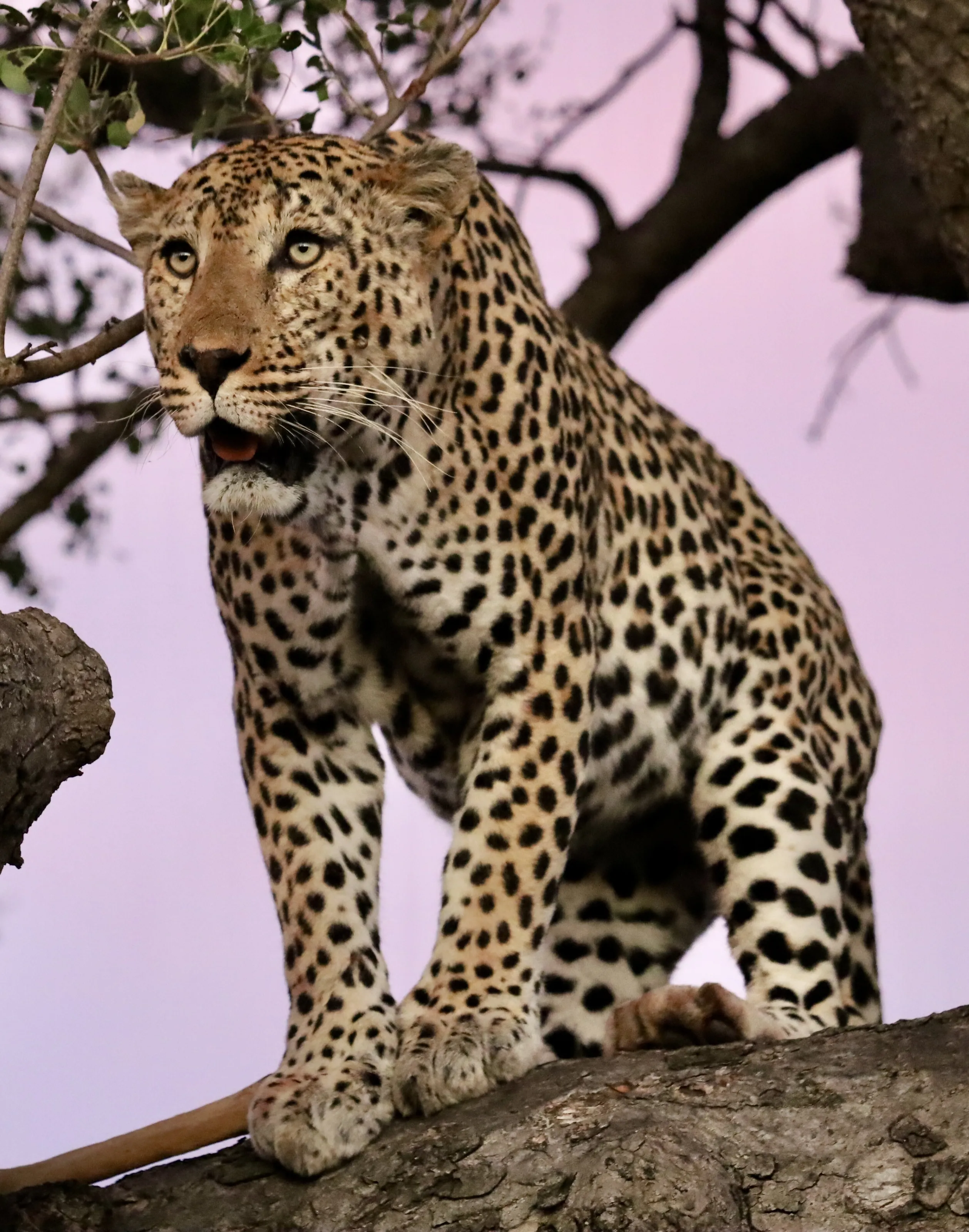 Leopard