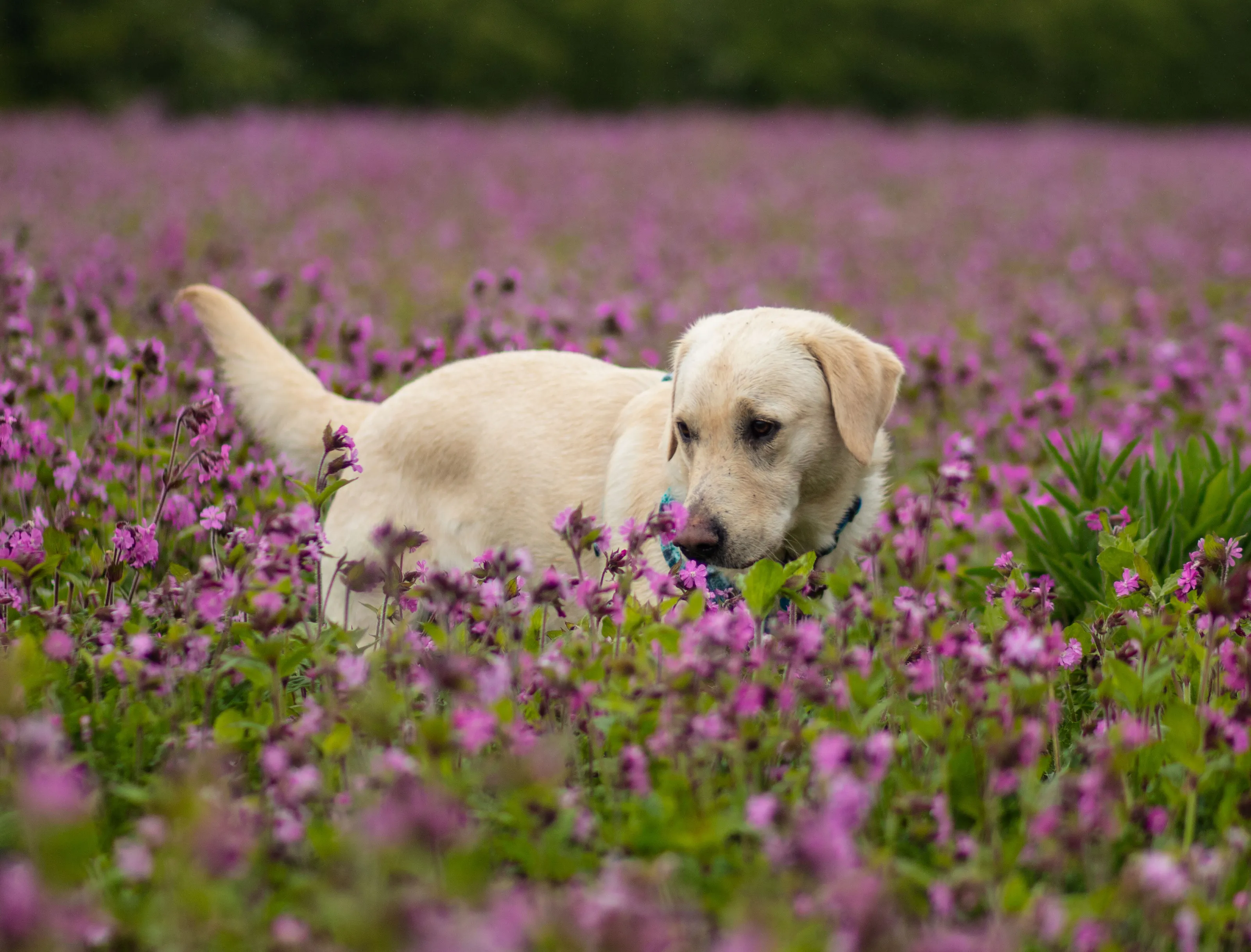 This flower smells good