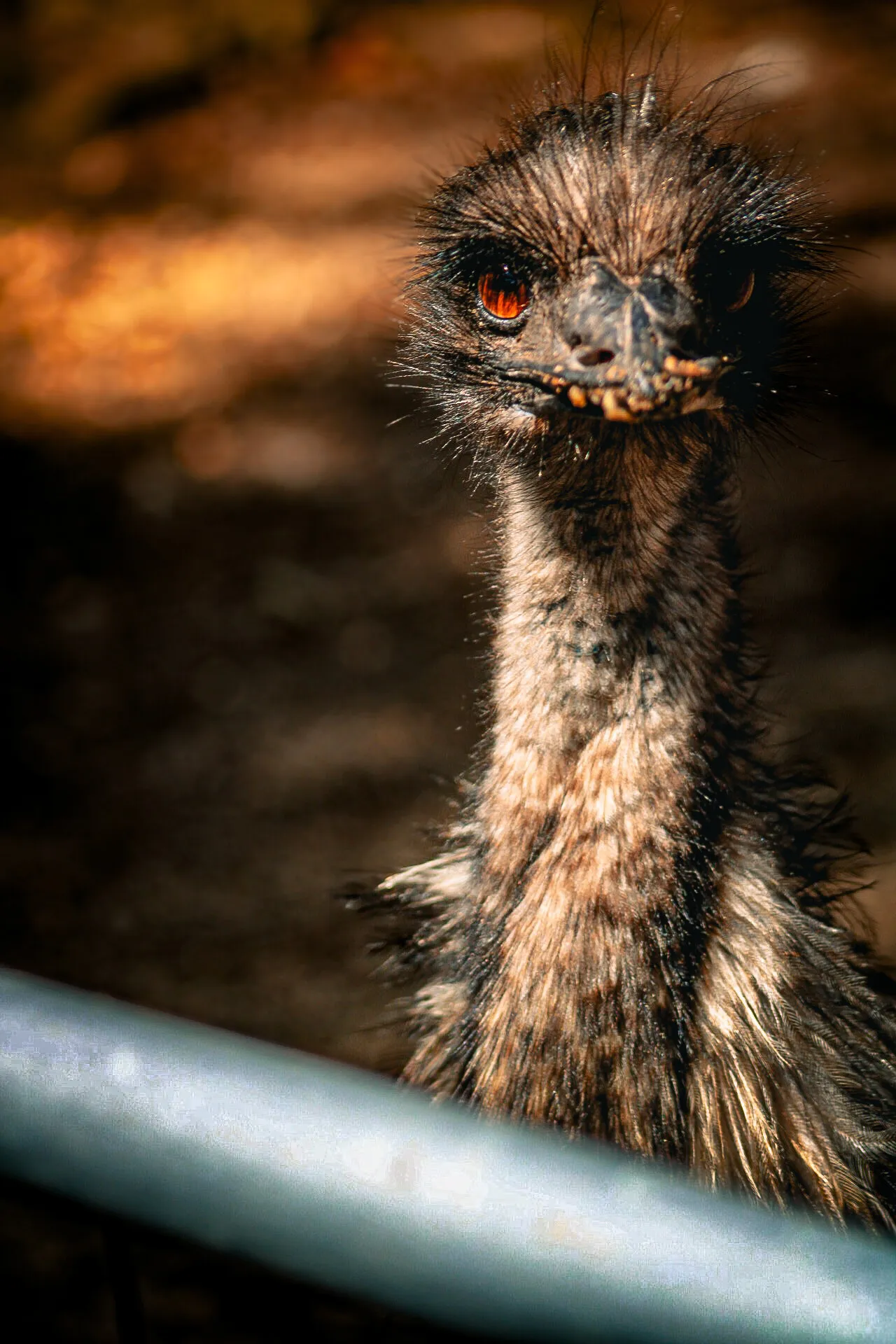 Earl the Emu