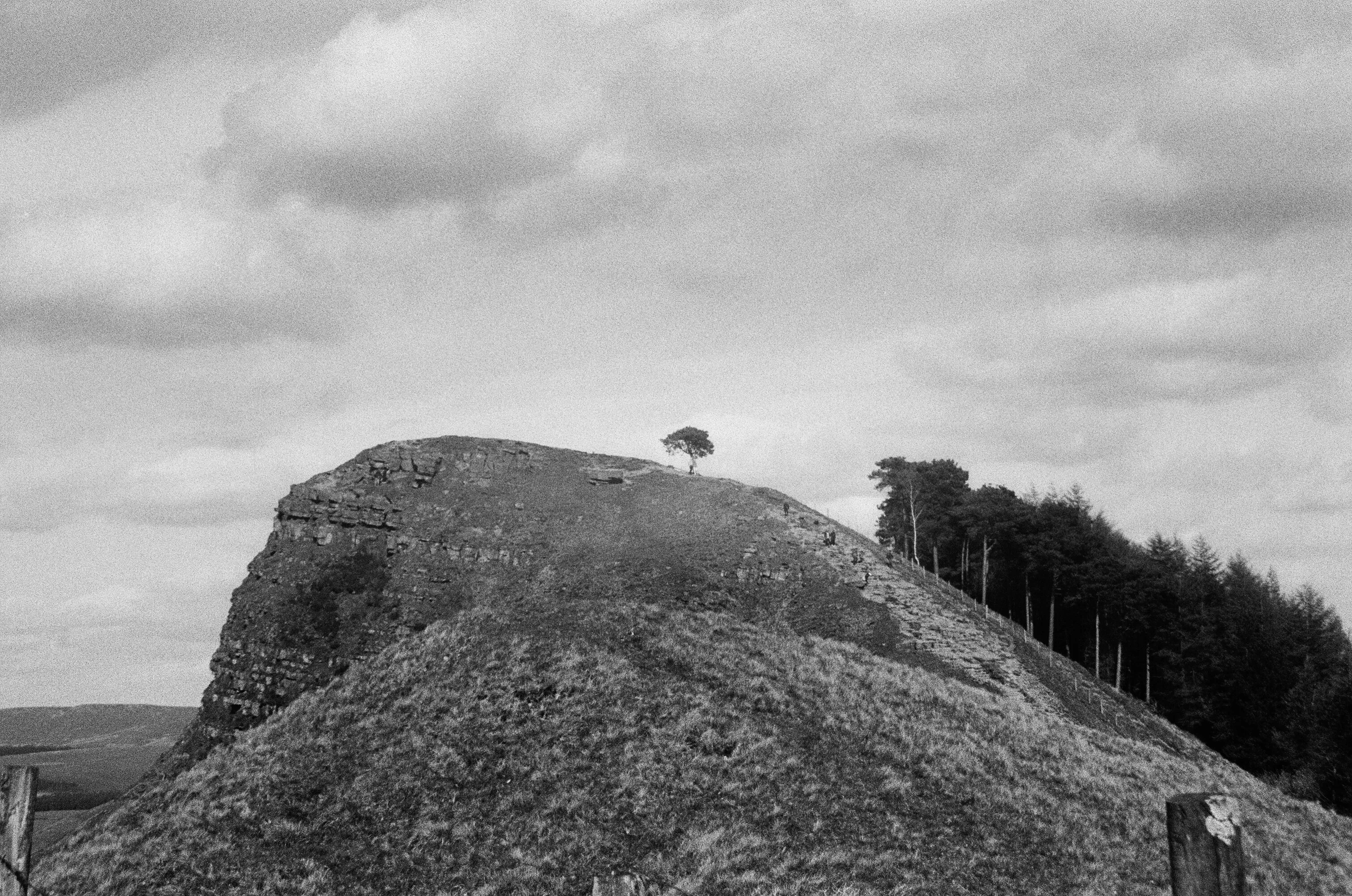 Lone tree at the peak