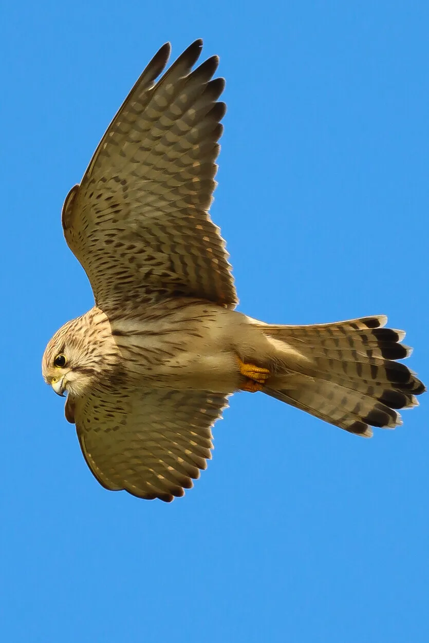 Preying kestrel