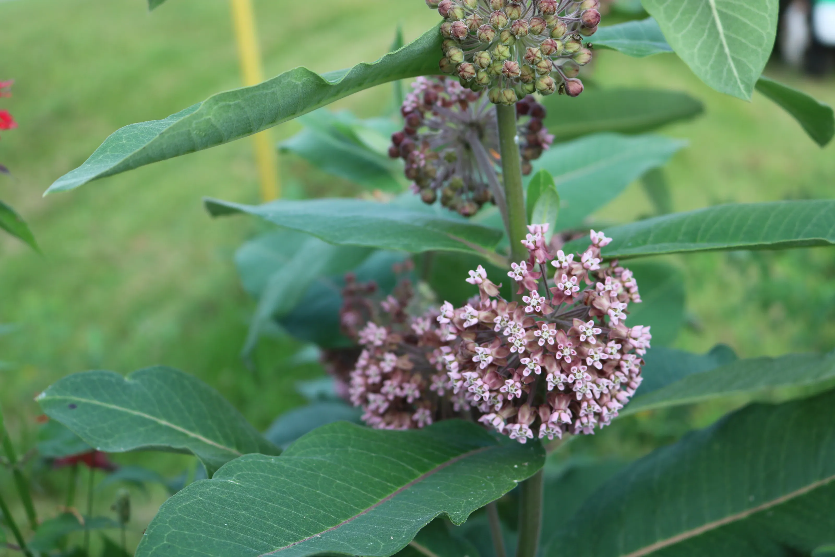 Milkweed