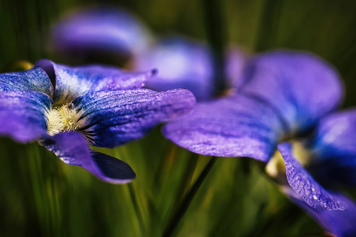 Violet