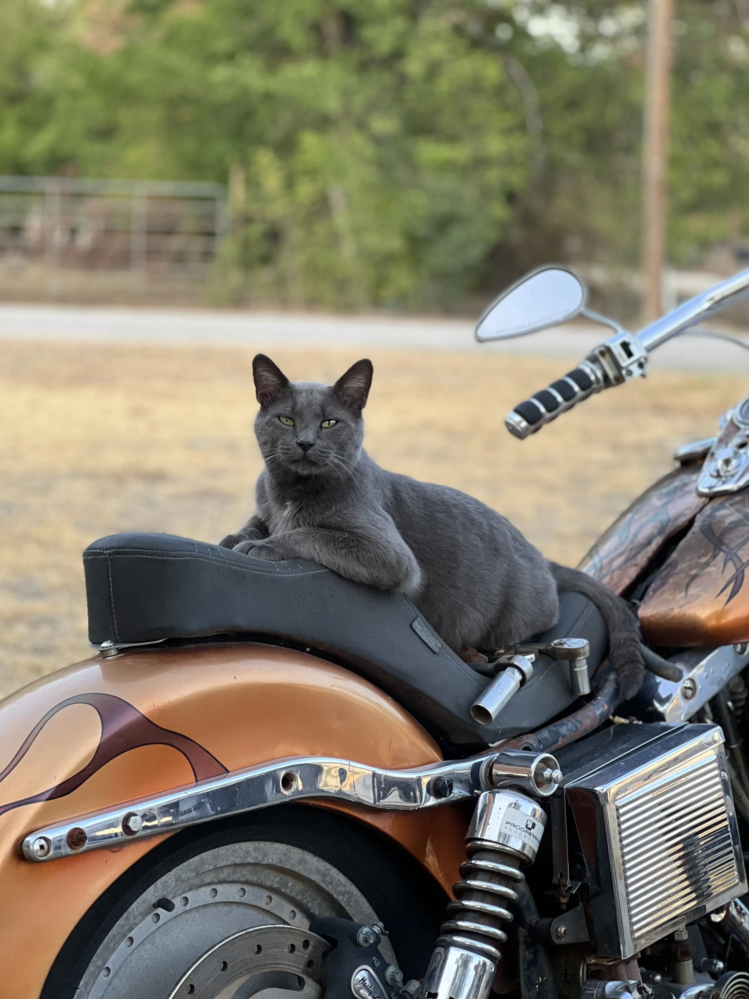 Live to ride, Ride to live