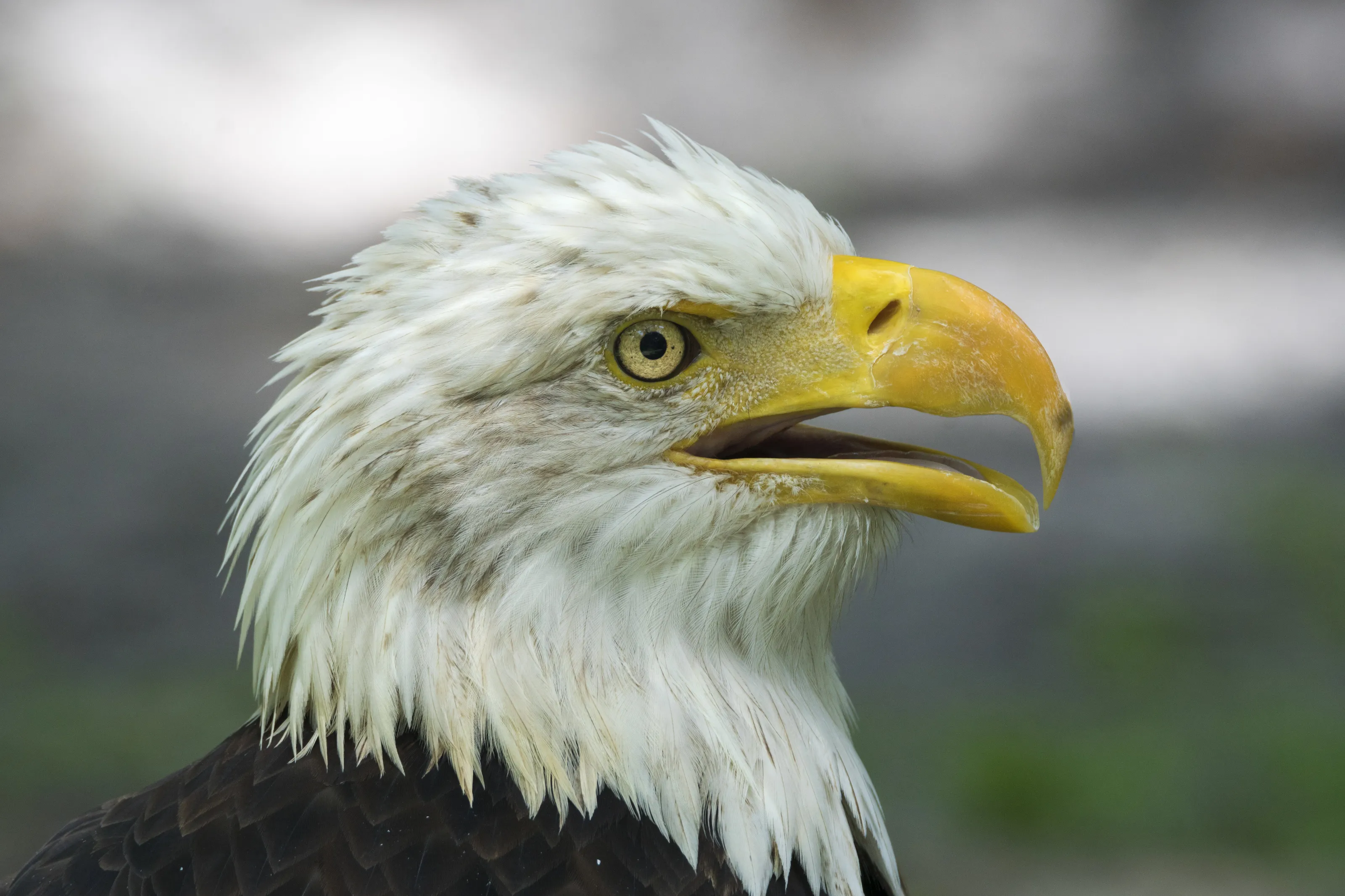 Bald Eagle