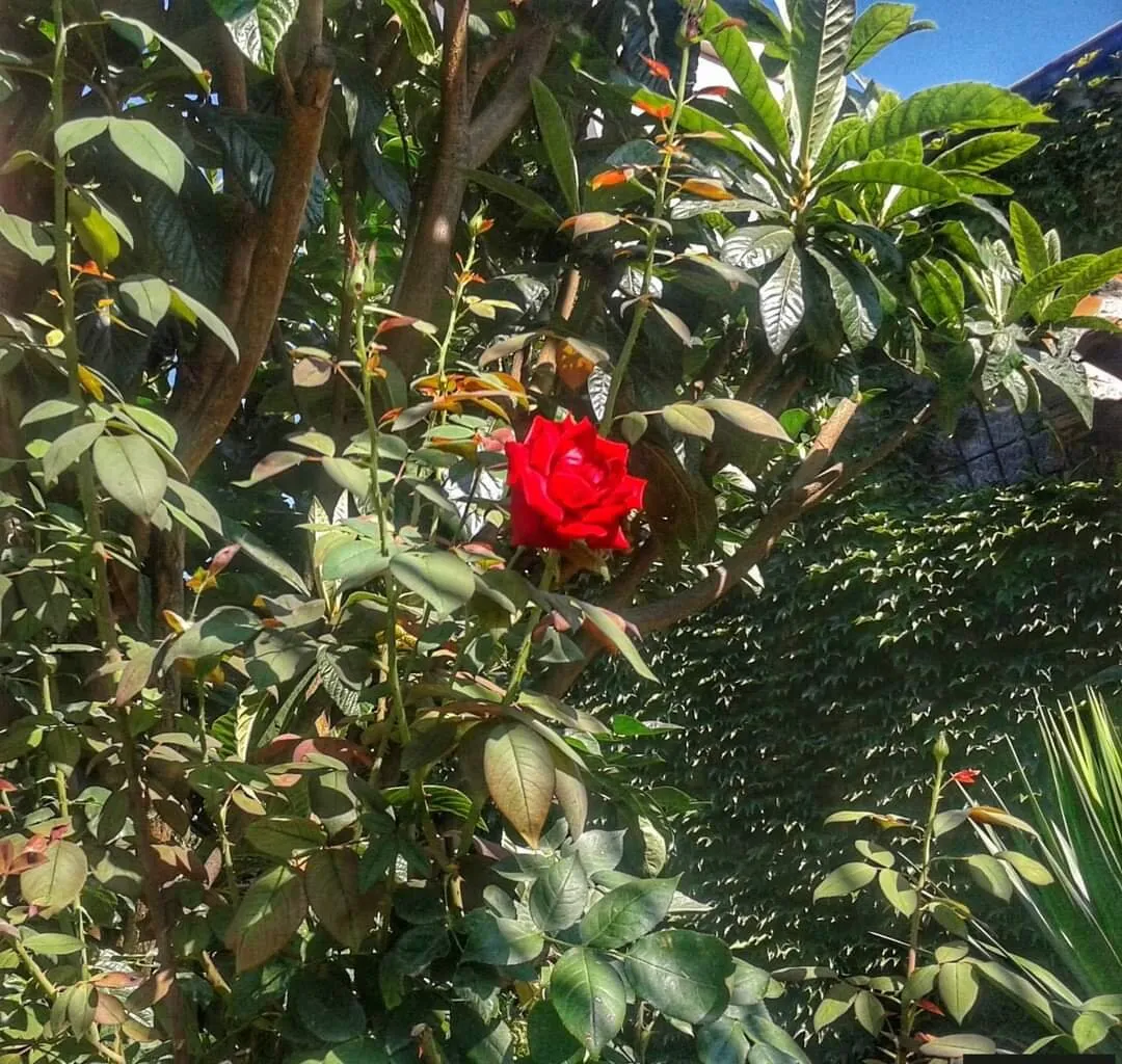 A rose in a beautiful garden