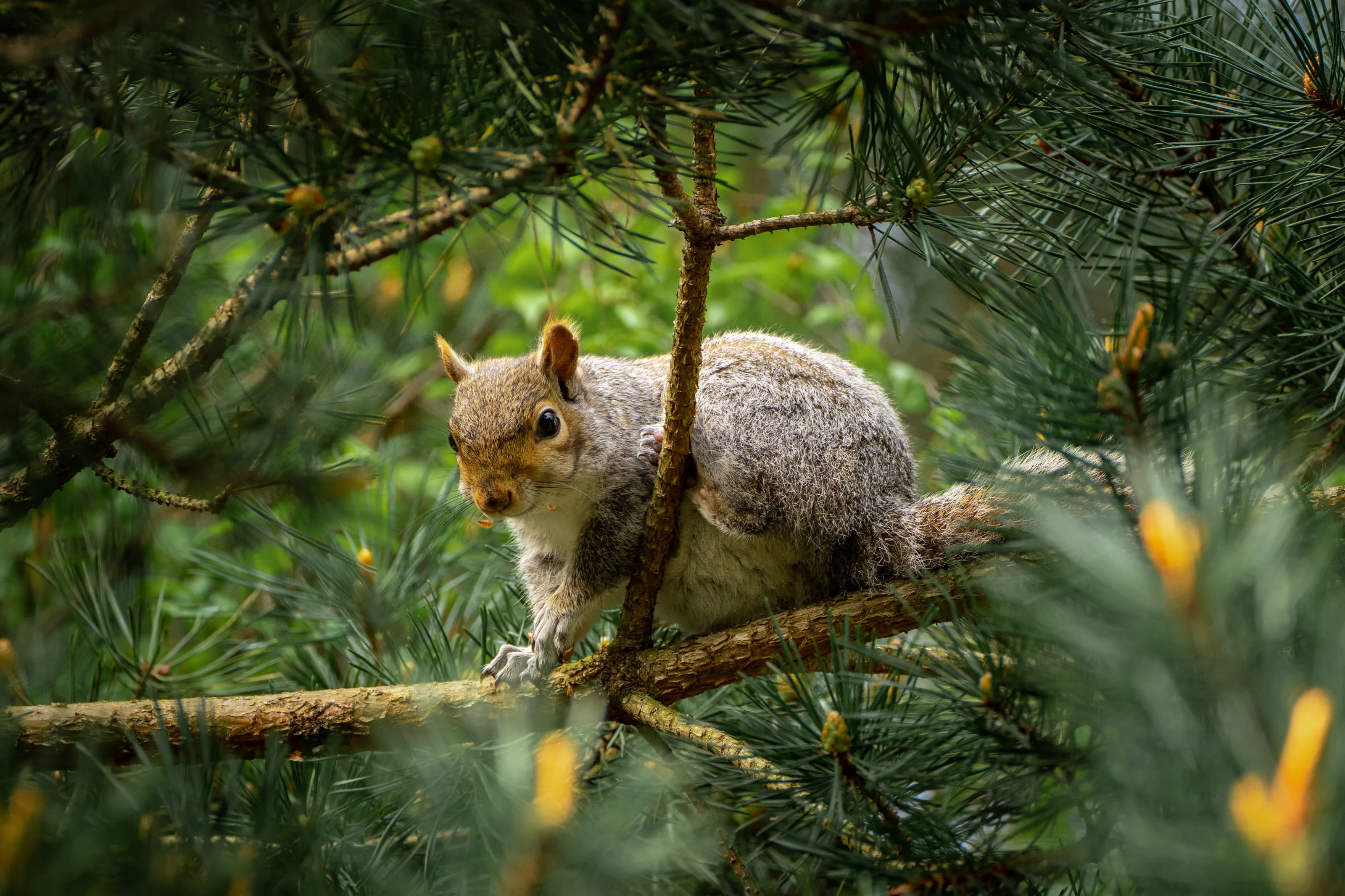 Peek a boo!