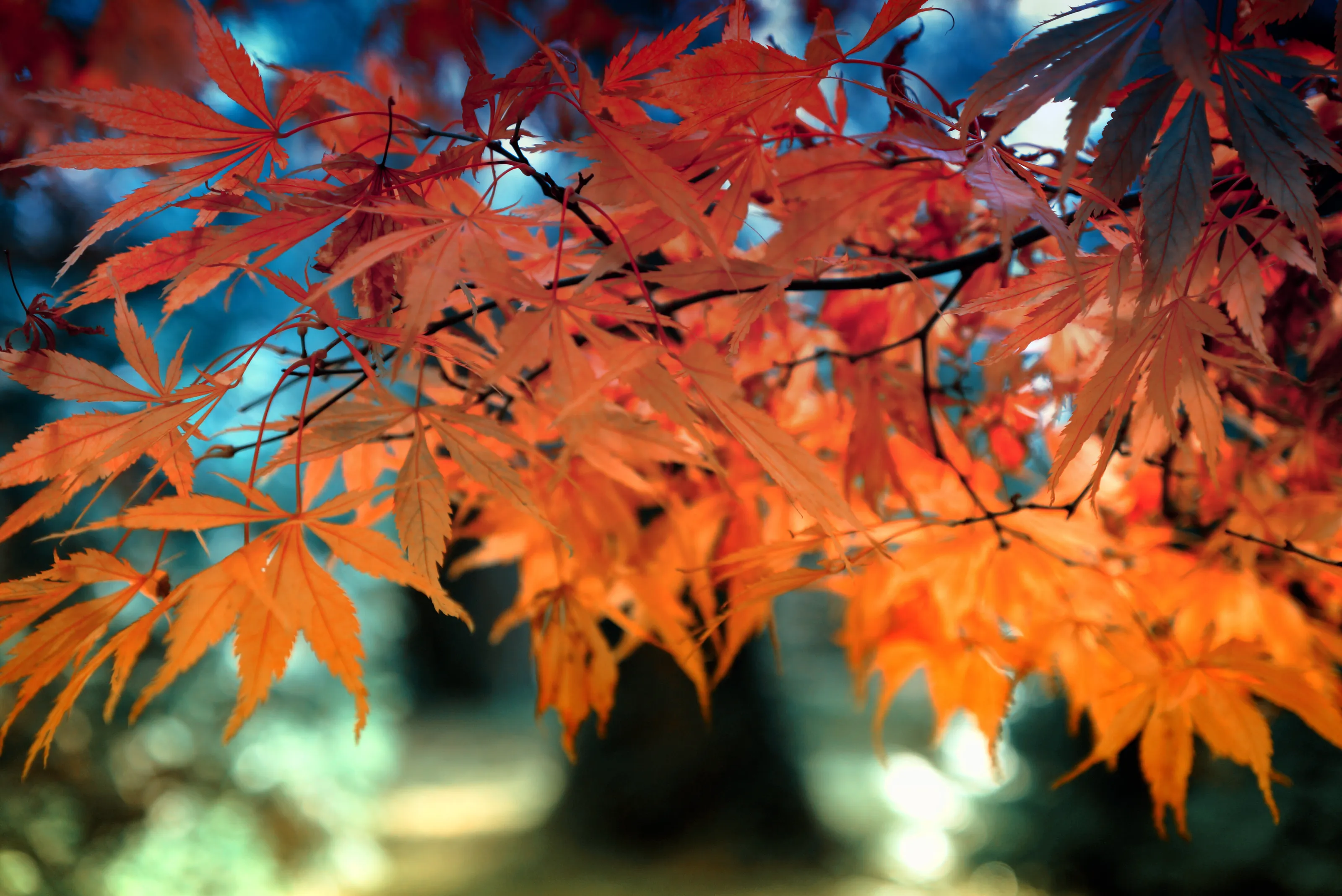 Autumn magic..