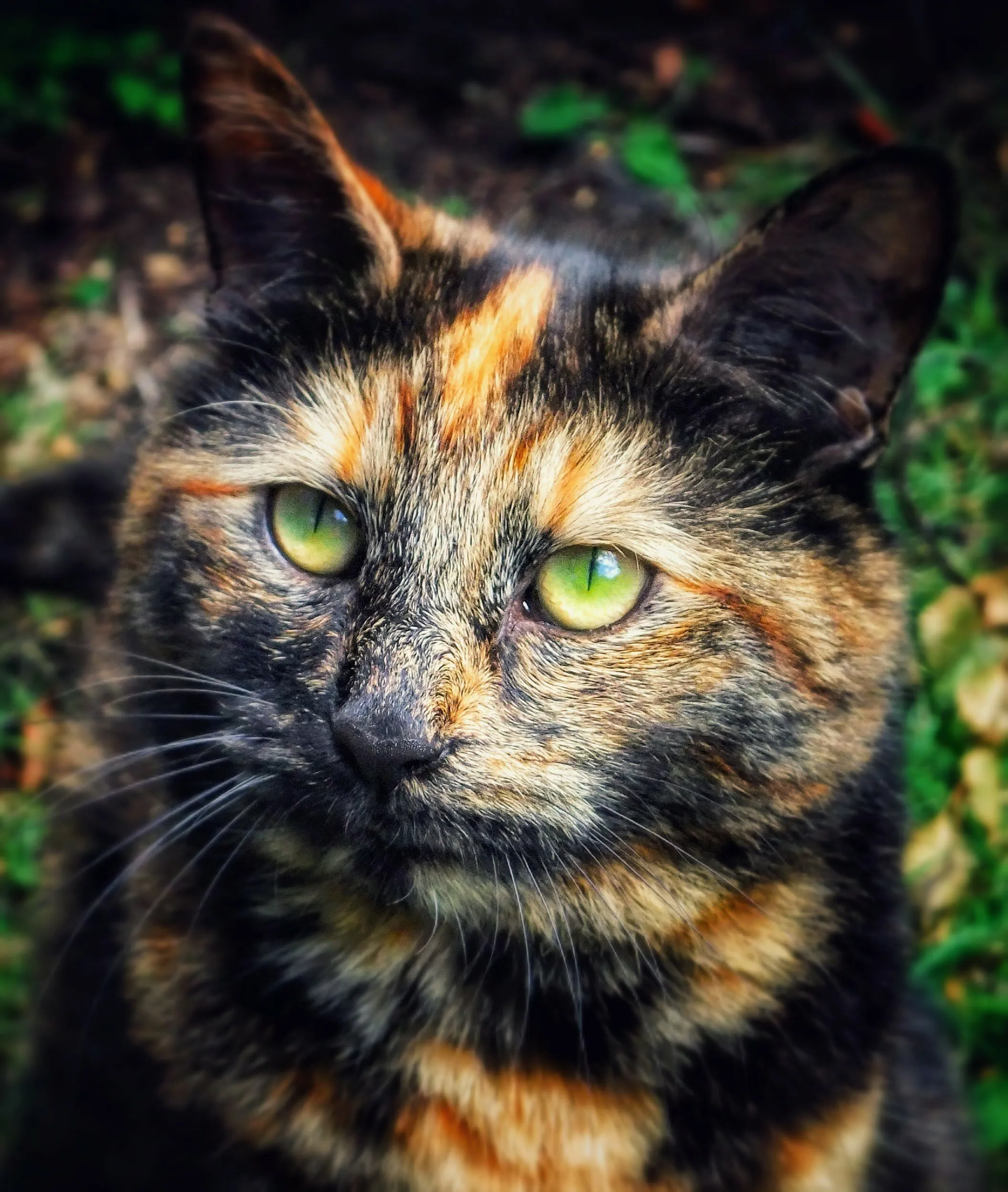 Tootsie - Tortoiseshell Beauty