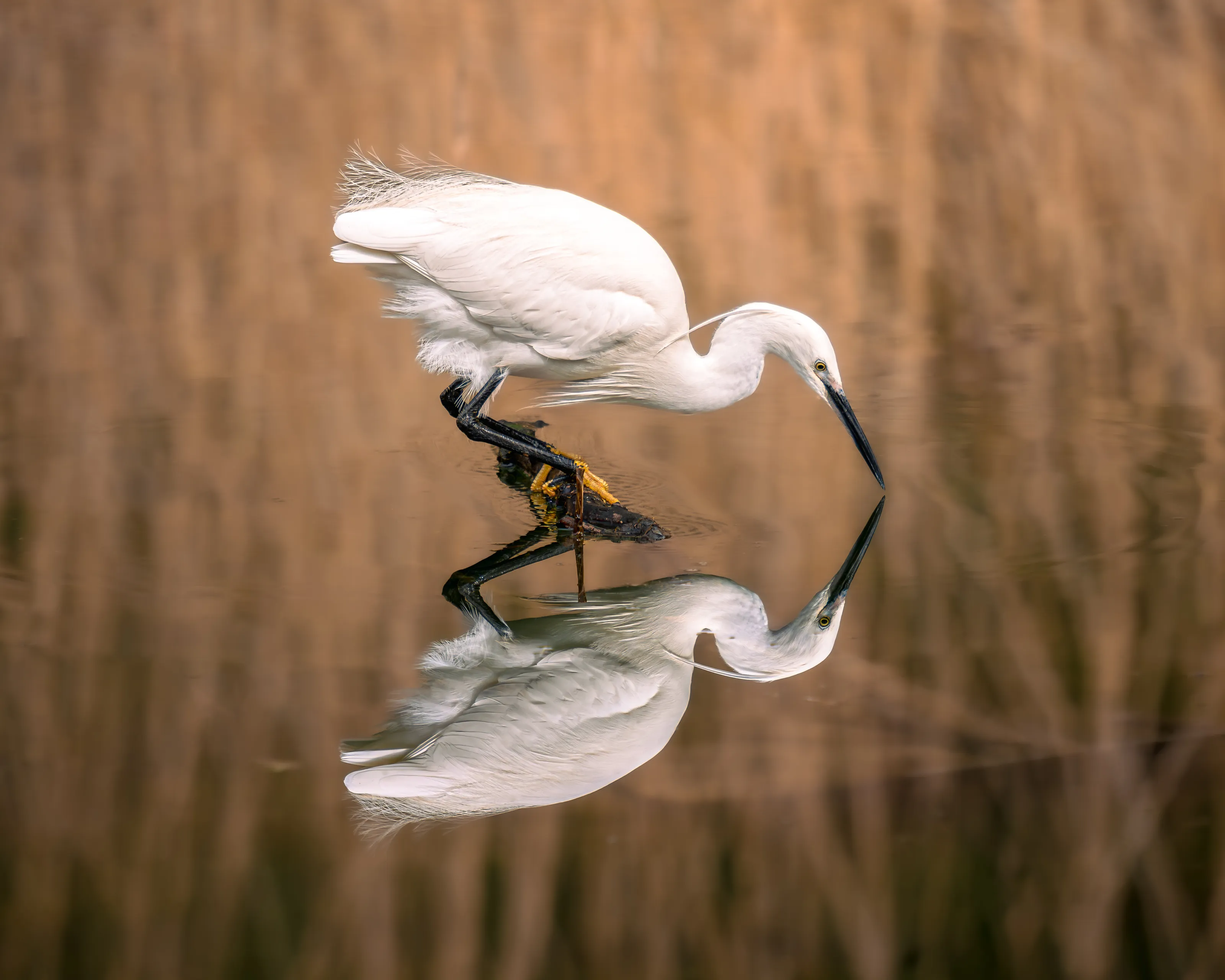 The Reflegret