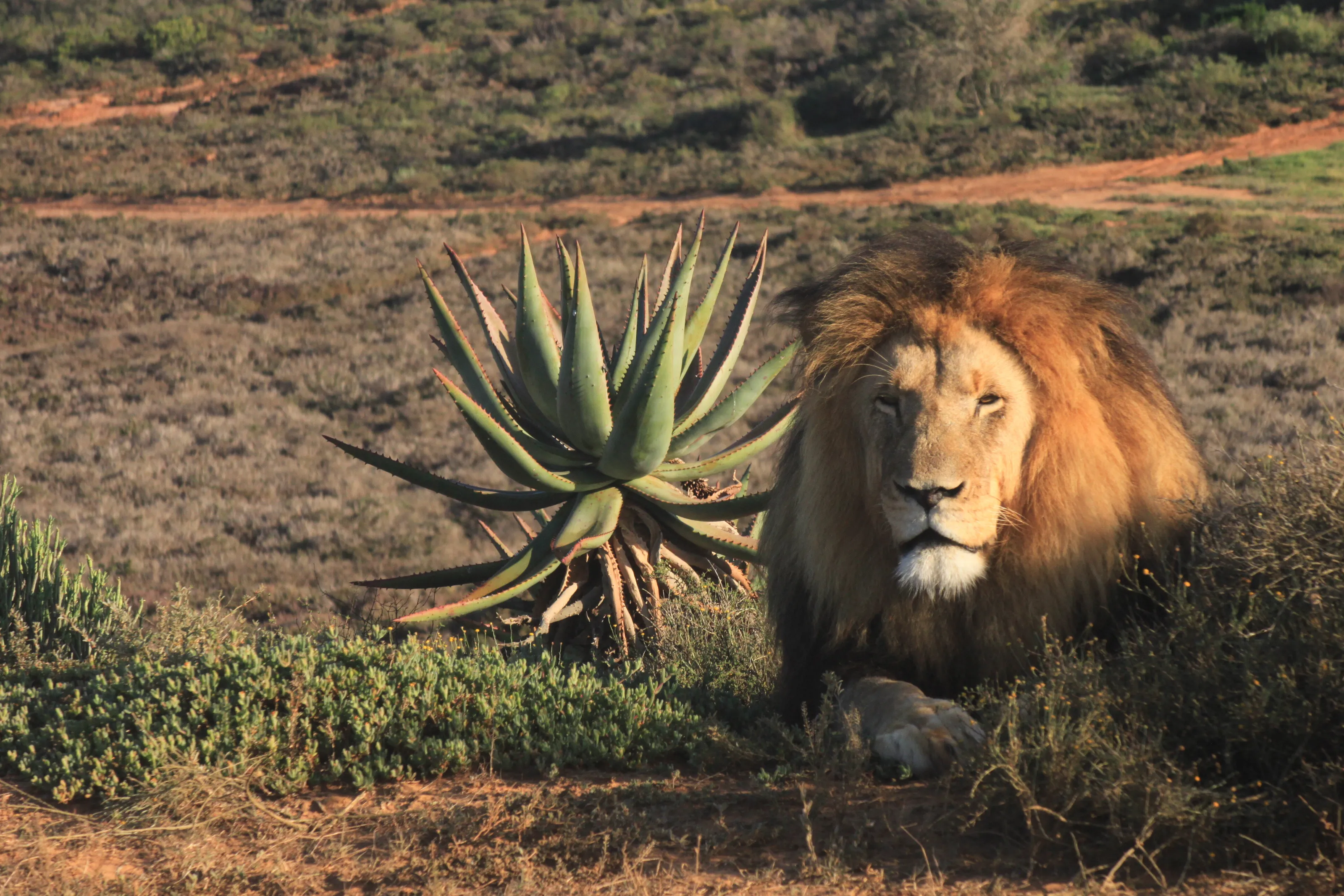 male lion