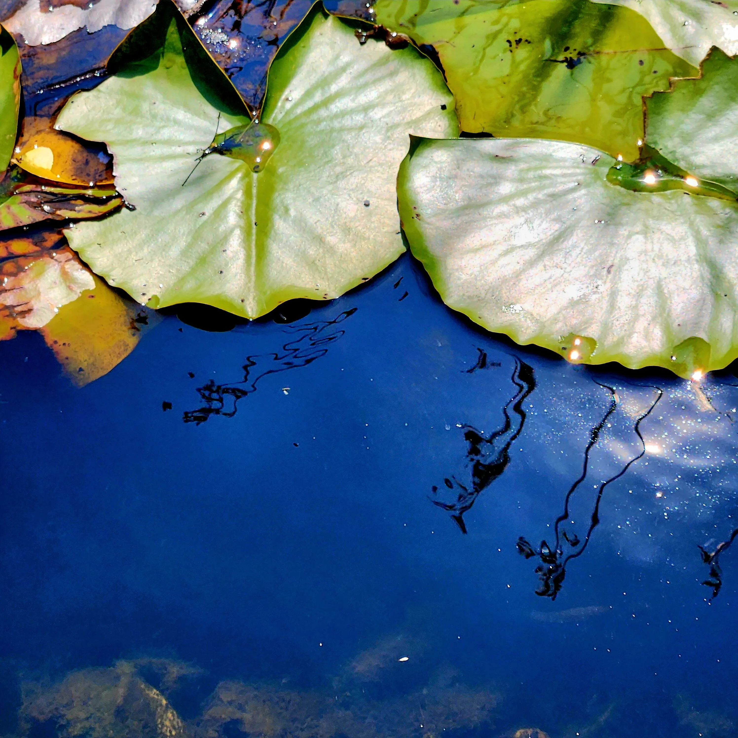 Pond Life