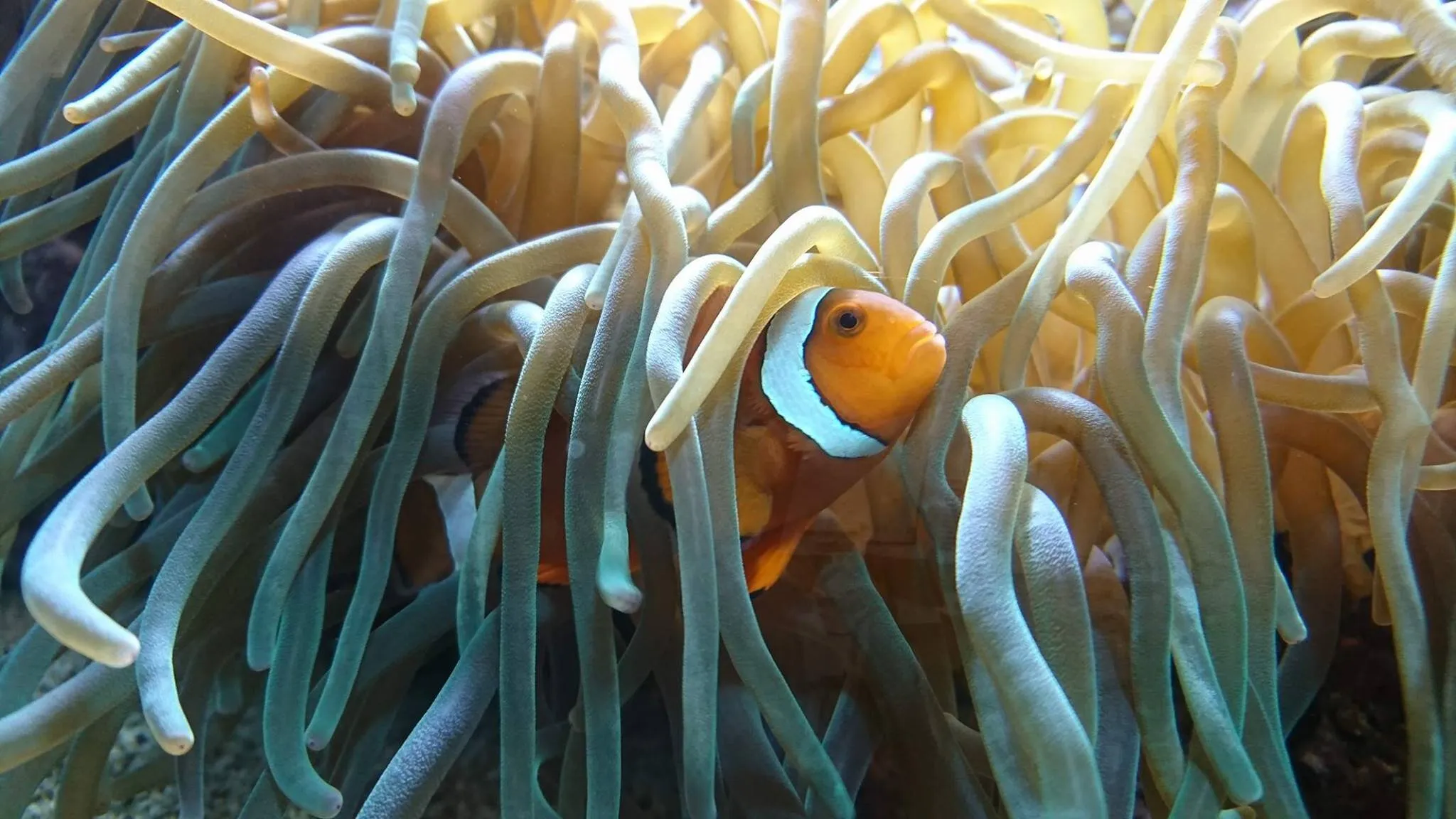 Protection from my Anemones