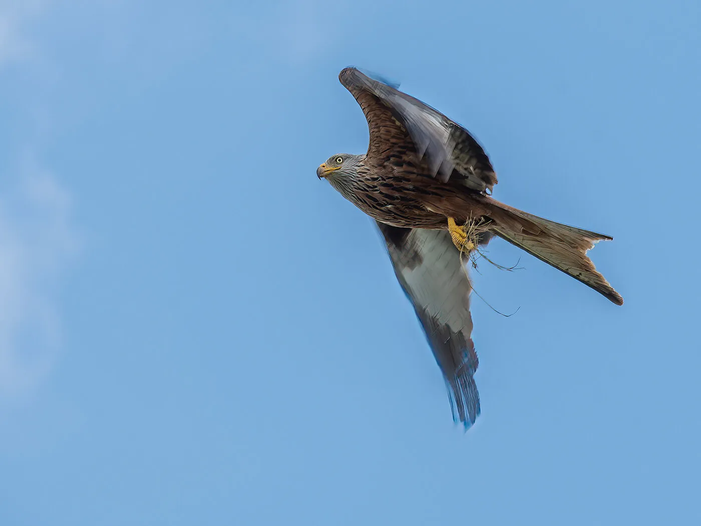 Red Kite